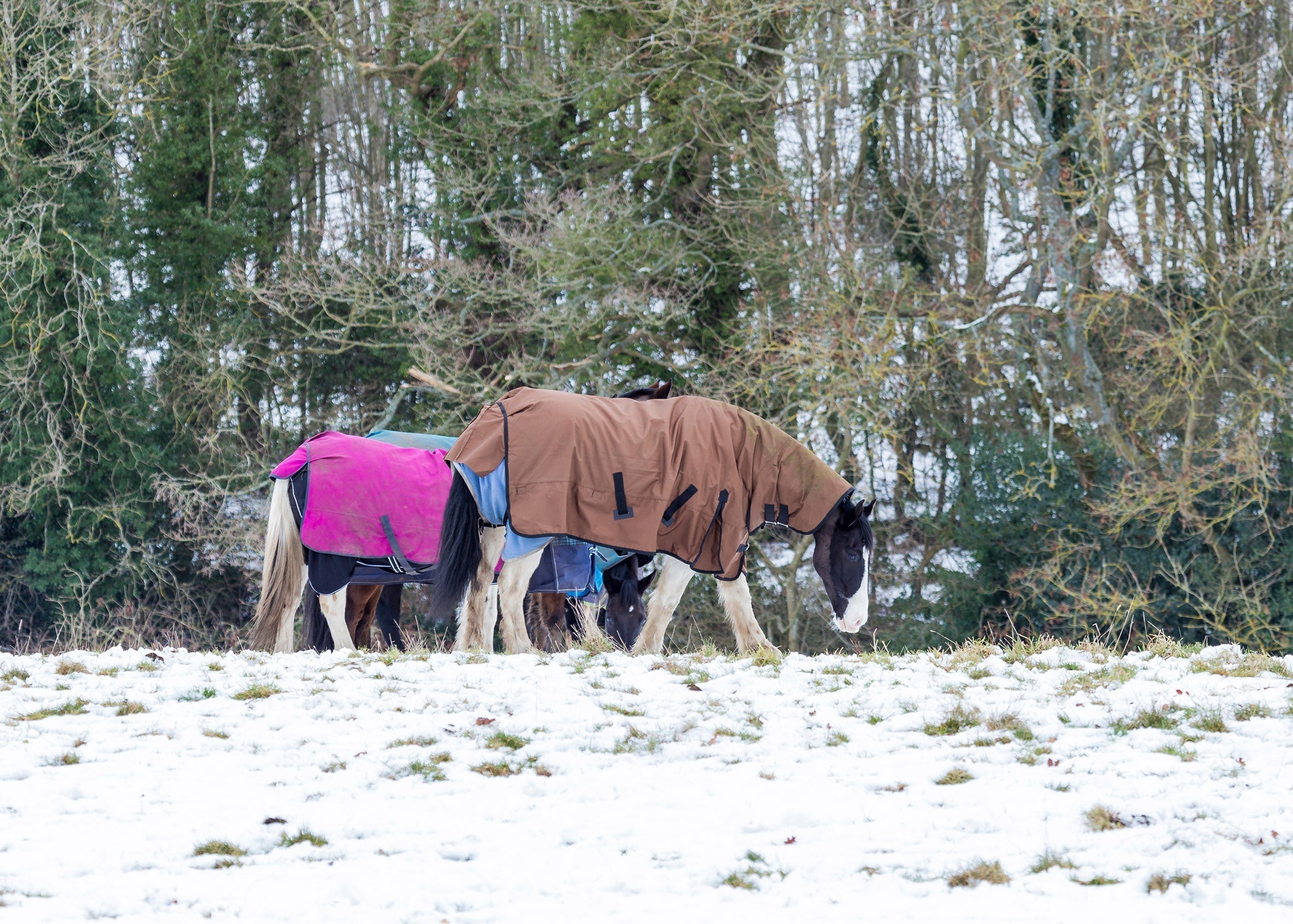 Horse Rug Weight Guide Explained