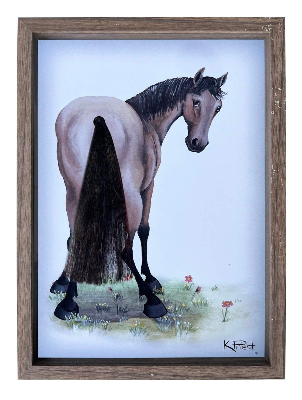 Pony Tail Pictures(Buckskin Horse)