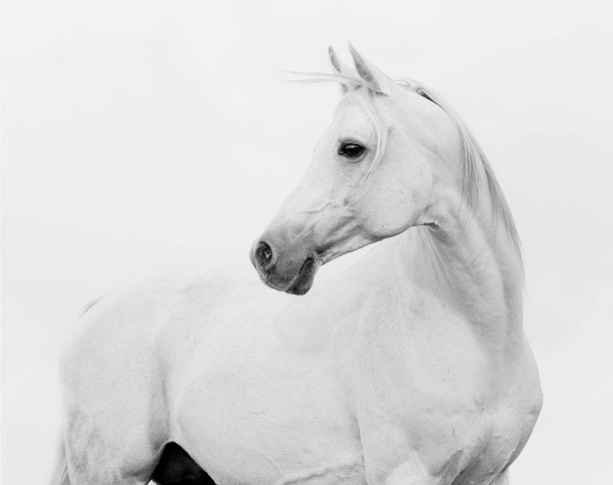 Canvas Print Horse 100x80cm