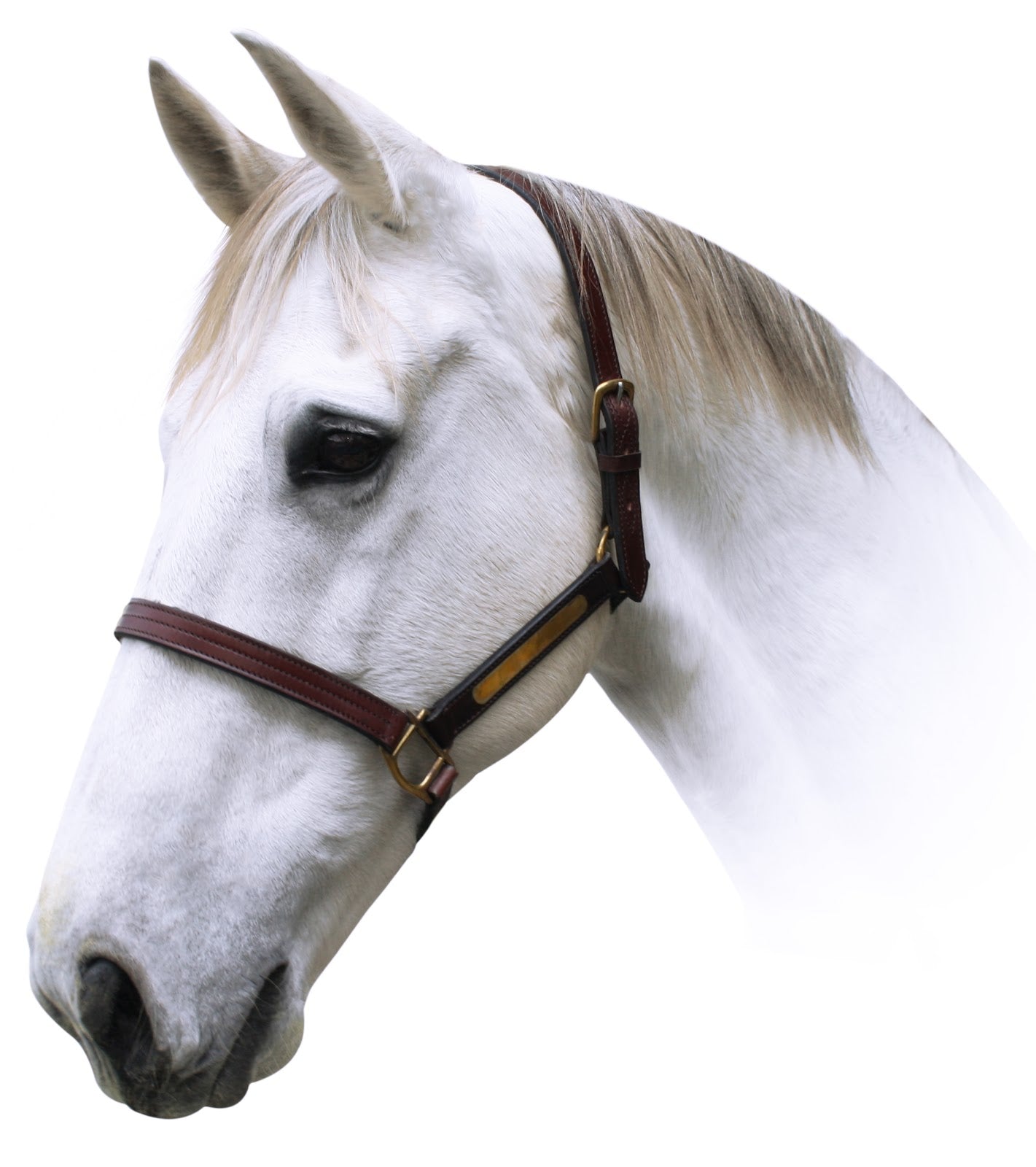 Origin Name Plate Halter (Pony)%