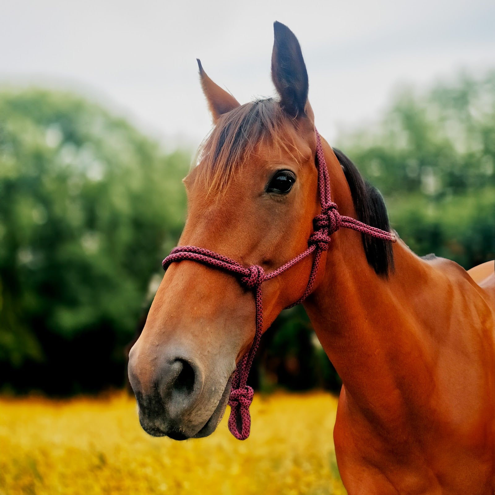 Enzo Dakota Rope Halter Set