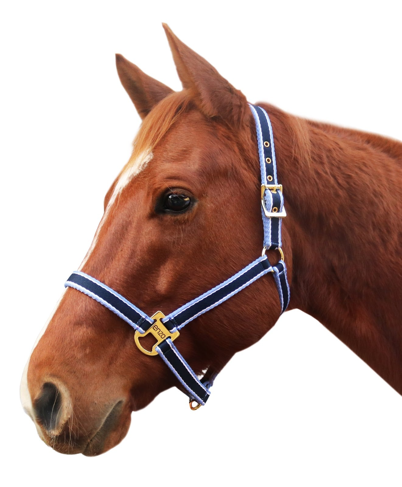 Enzo Cushion Halter