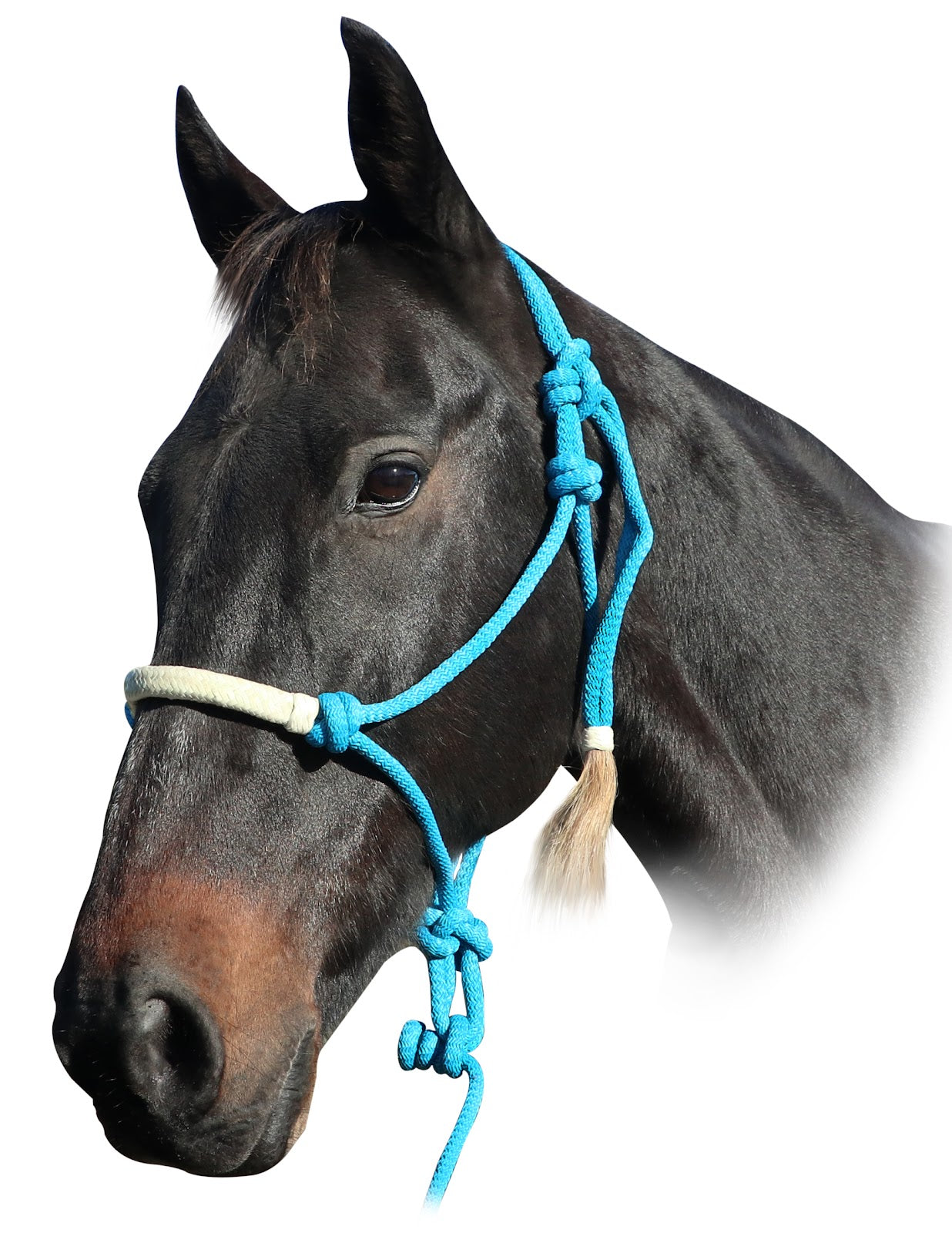 Prima TwoTone Rope Halter & Lead%