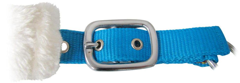 Prima Calf Halter