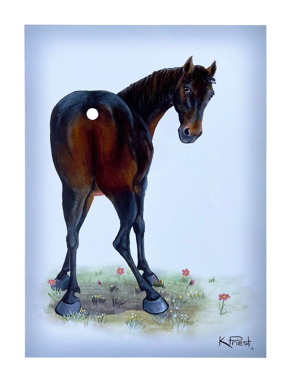 Pony Tail Pictures (White Horse)