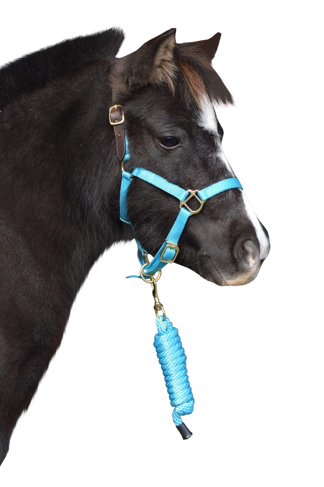 Enzo Pro Mini Halter Lead Se