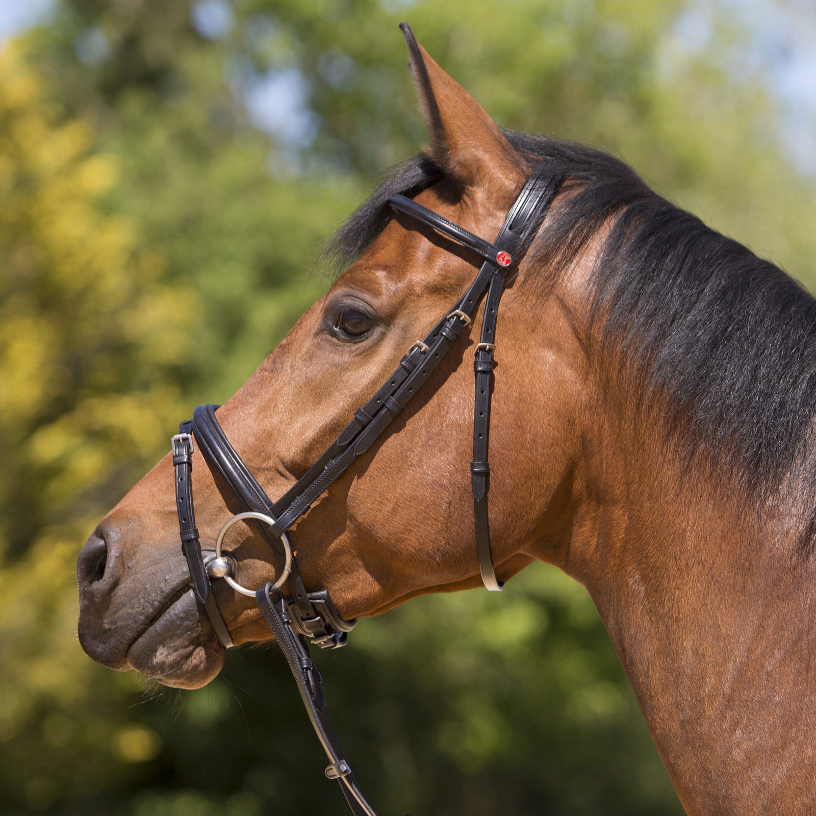 Kieffer Bridle Arezzo