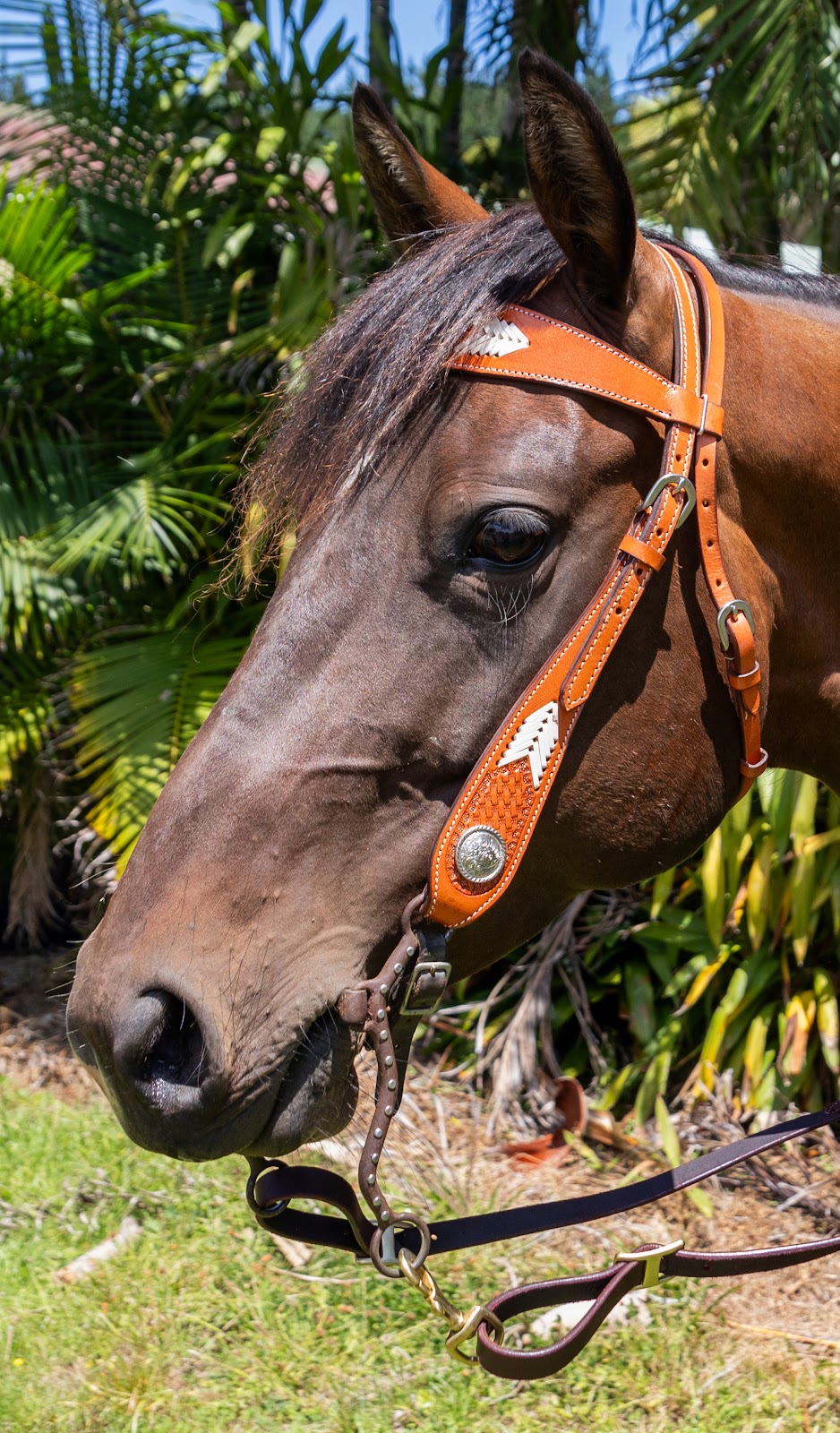 Zilco Headstall Single Ear (Buckstitch)