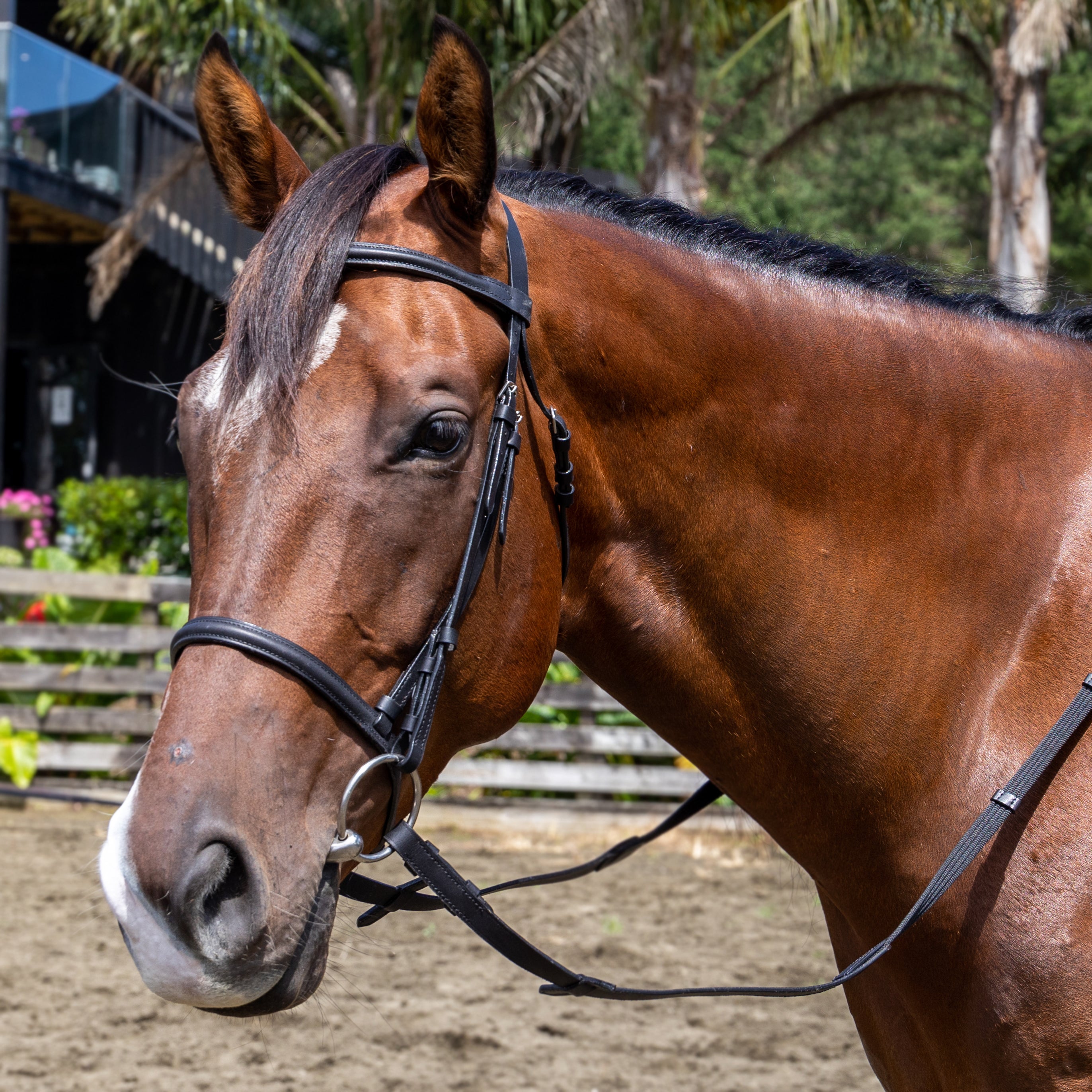 Celtic Bridle W/Web Reins Black / Cob