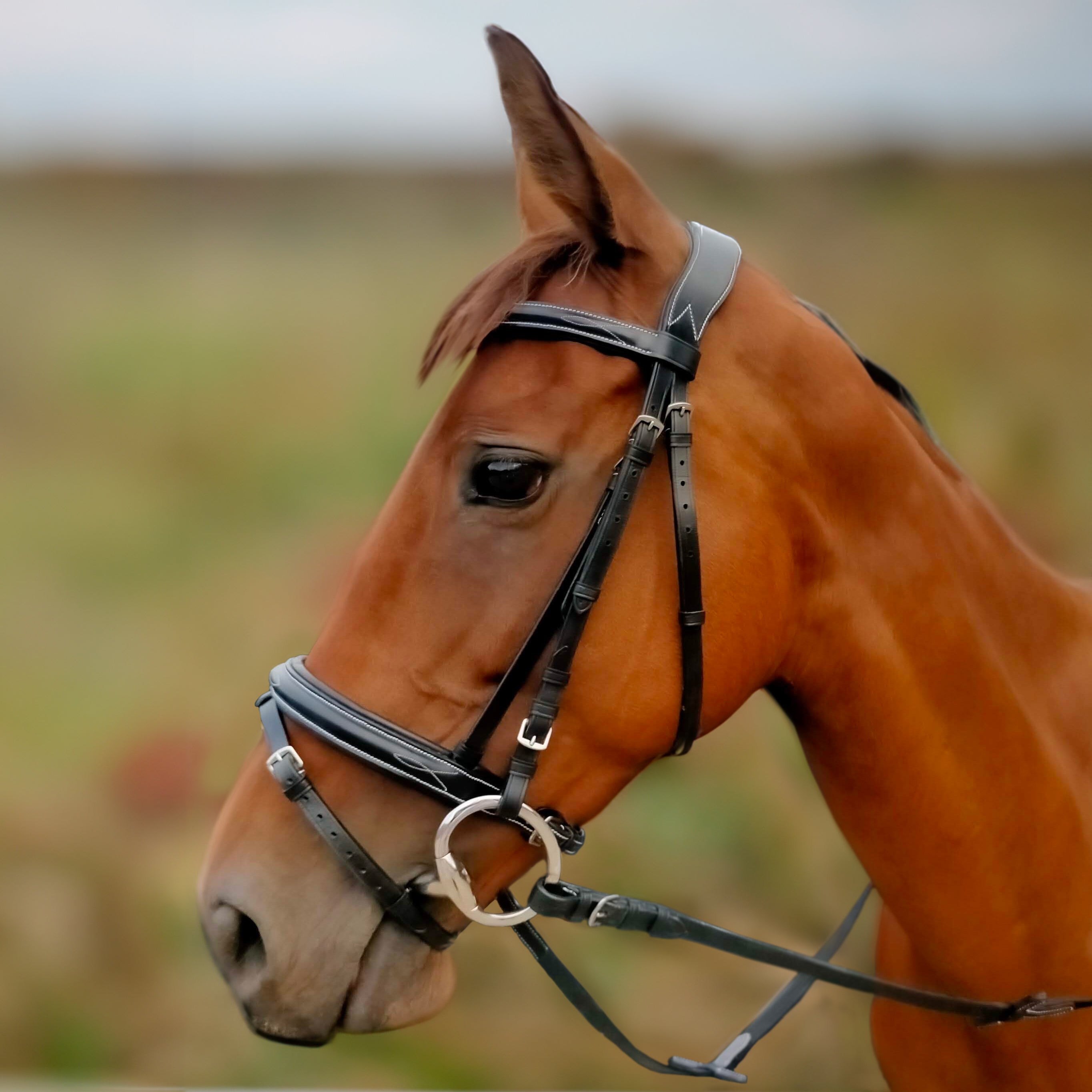 Enzo Nola Bridle Black / Cob