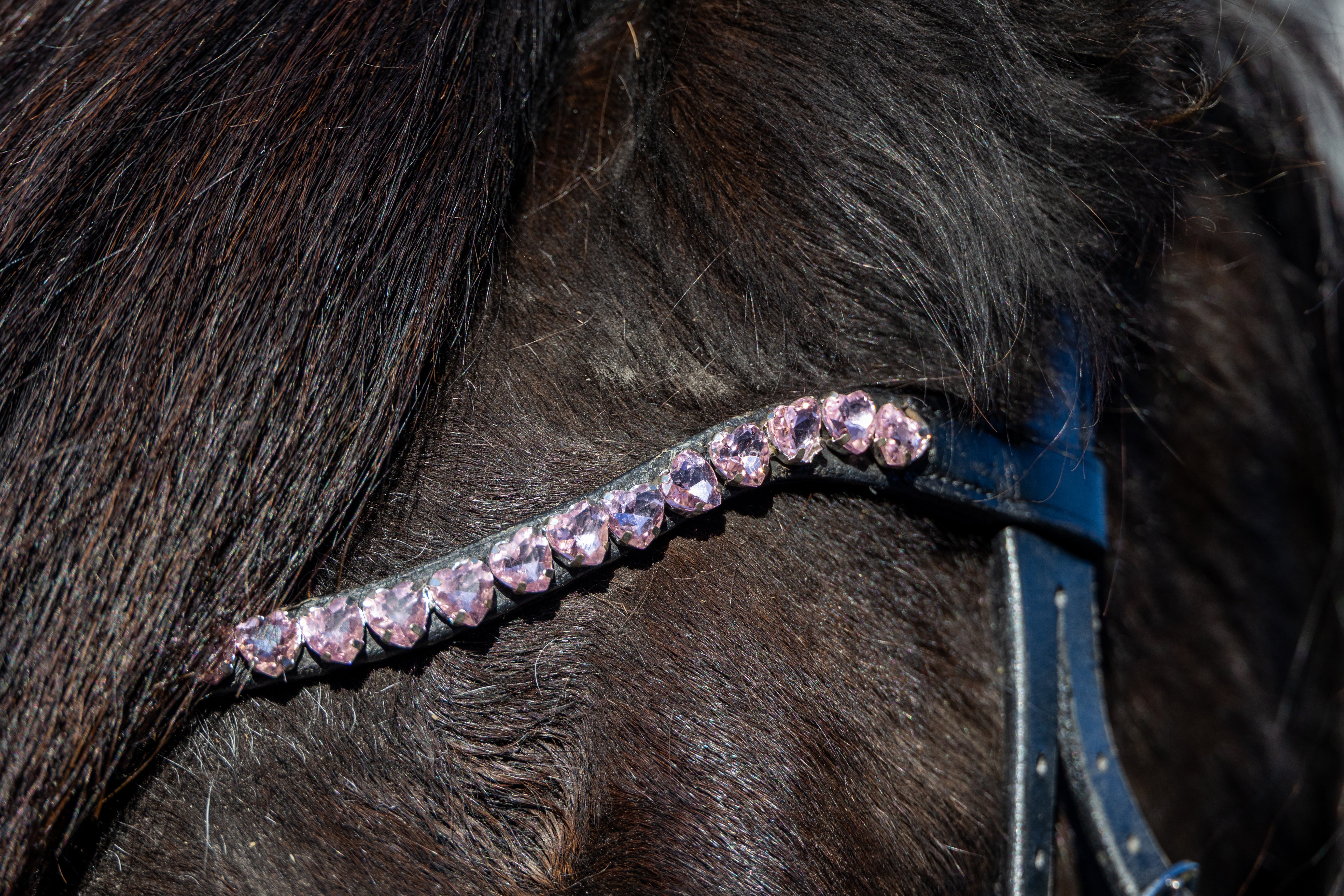 Enzo Siena Heart Bridle Black / Cob