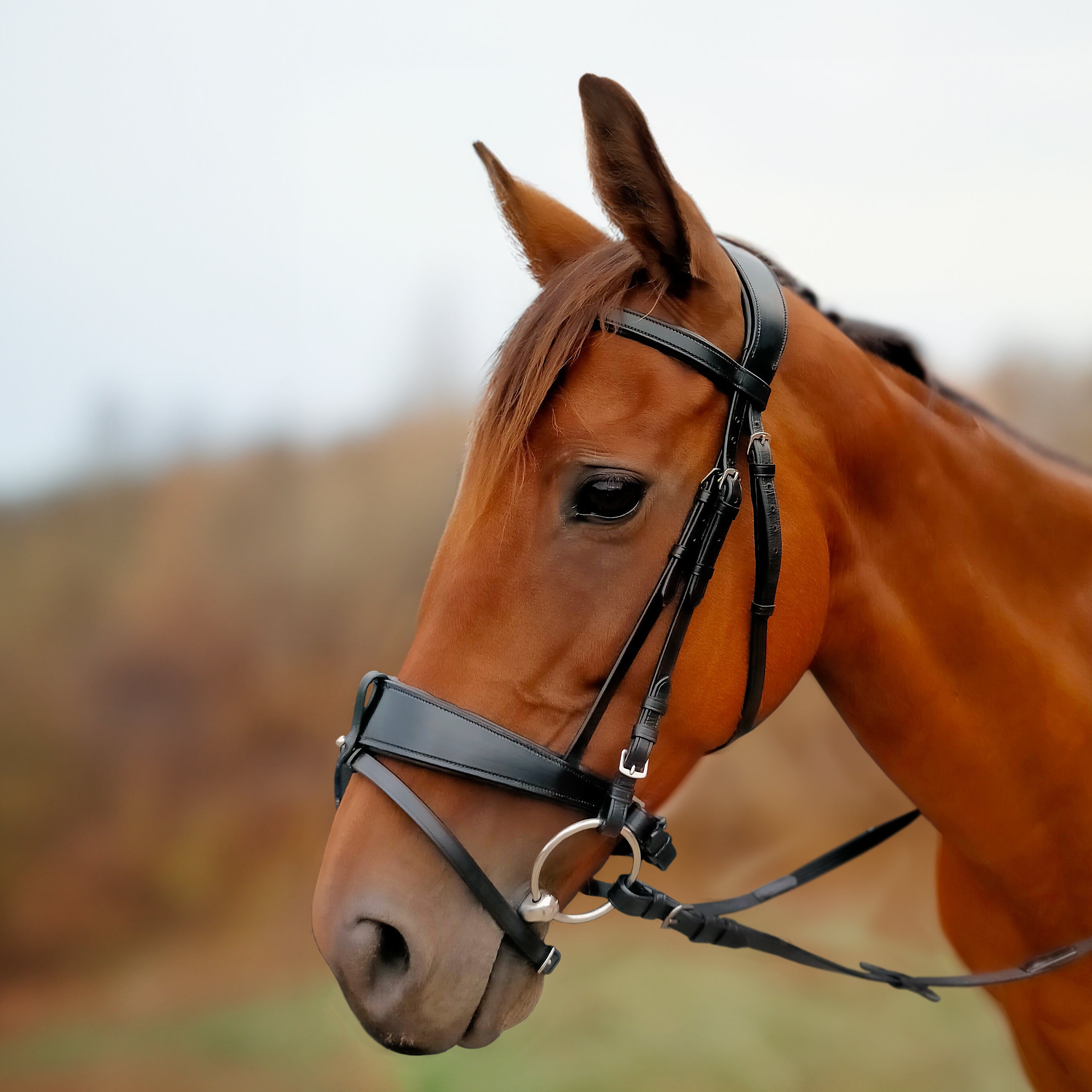Enzo Sorrento Bridle Black / Cob