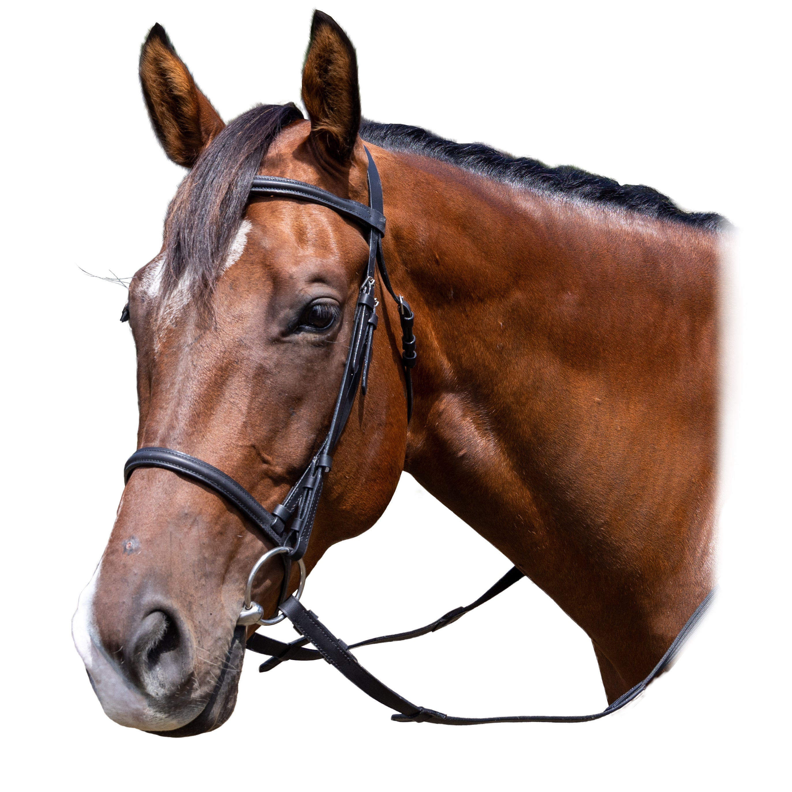 Prima Economy Bridle Black / Cob