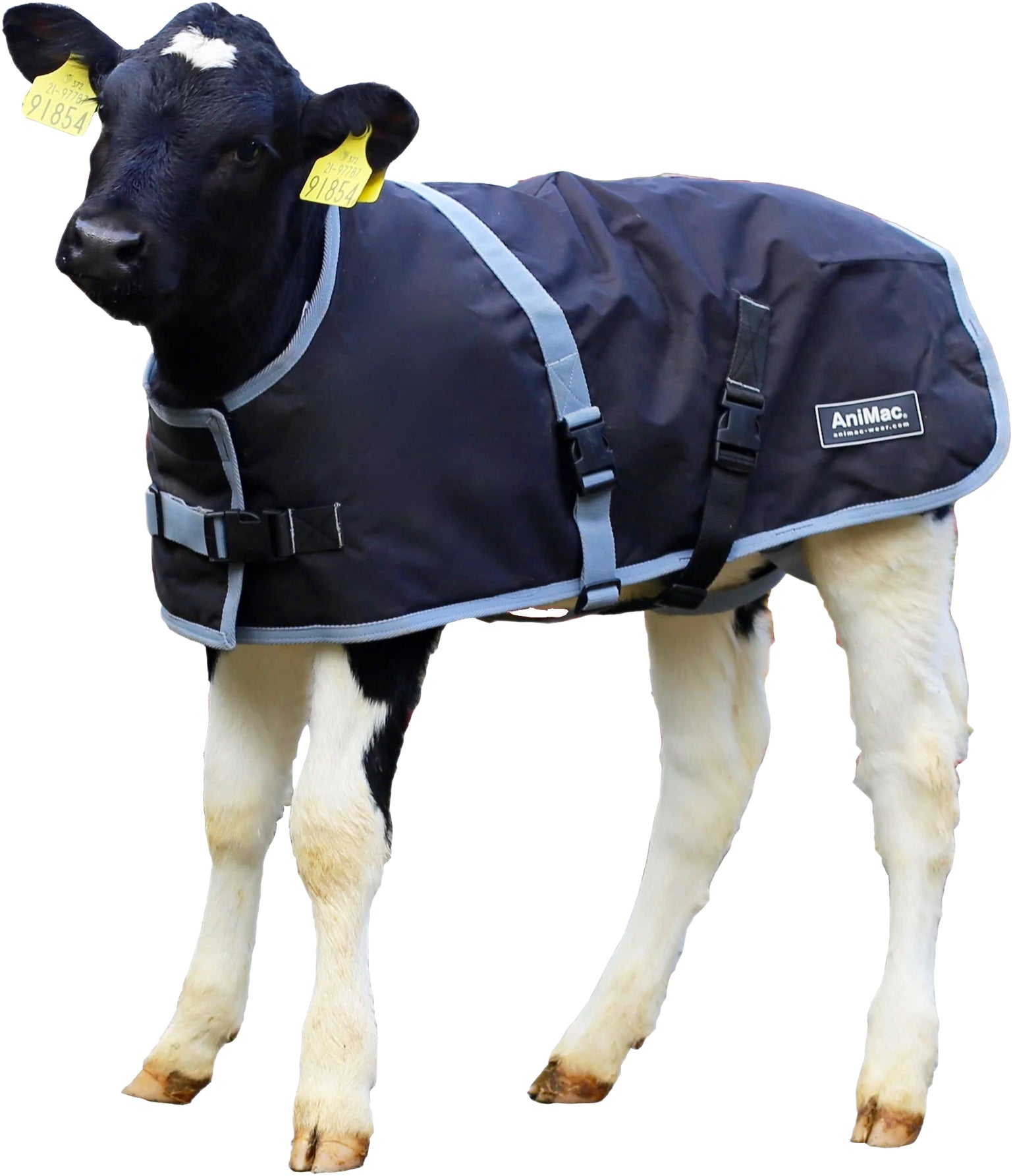 Super Calf Jacket Purple / 32/X Large
