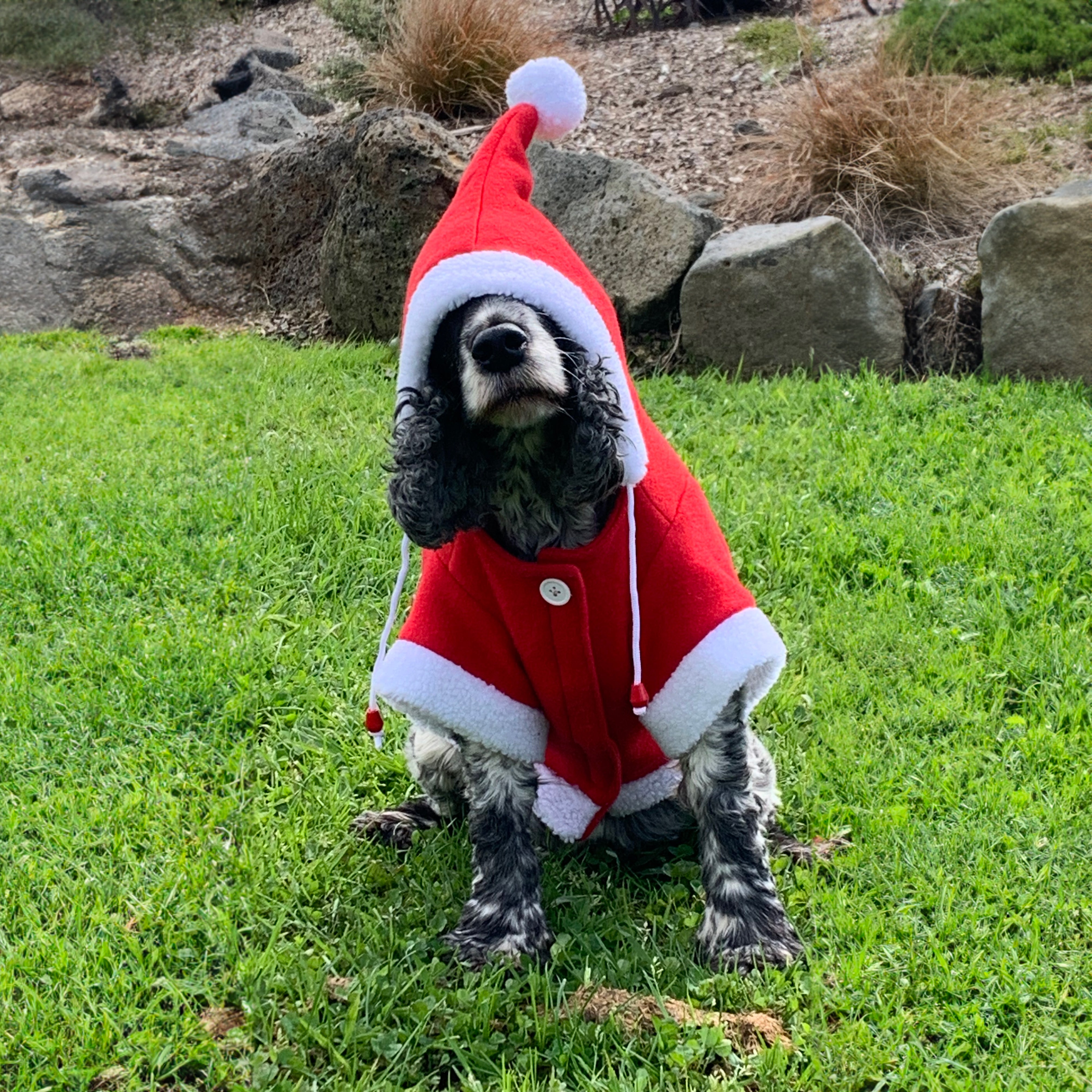 Santa Dog Coat One / 25