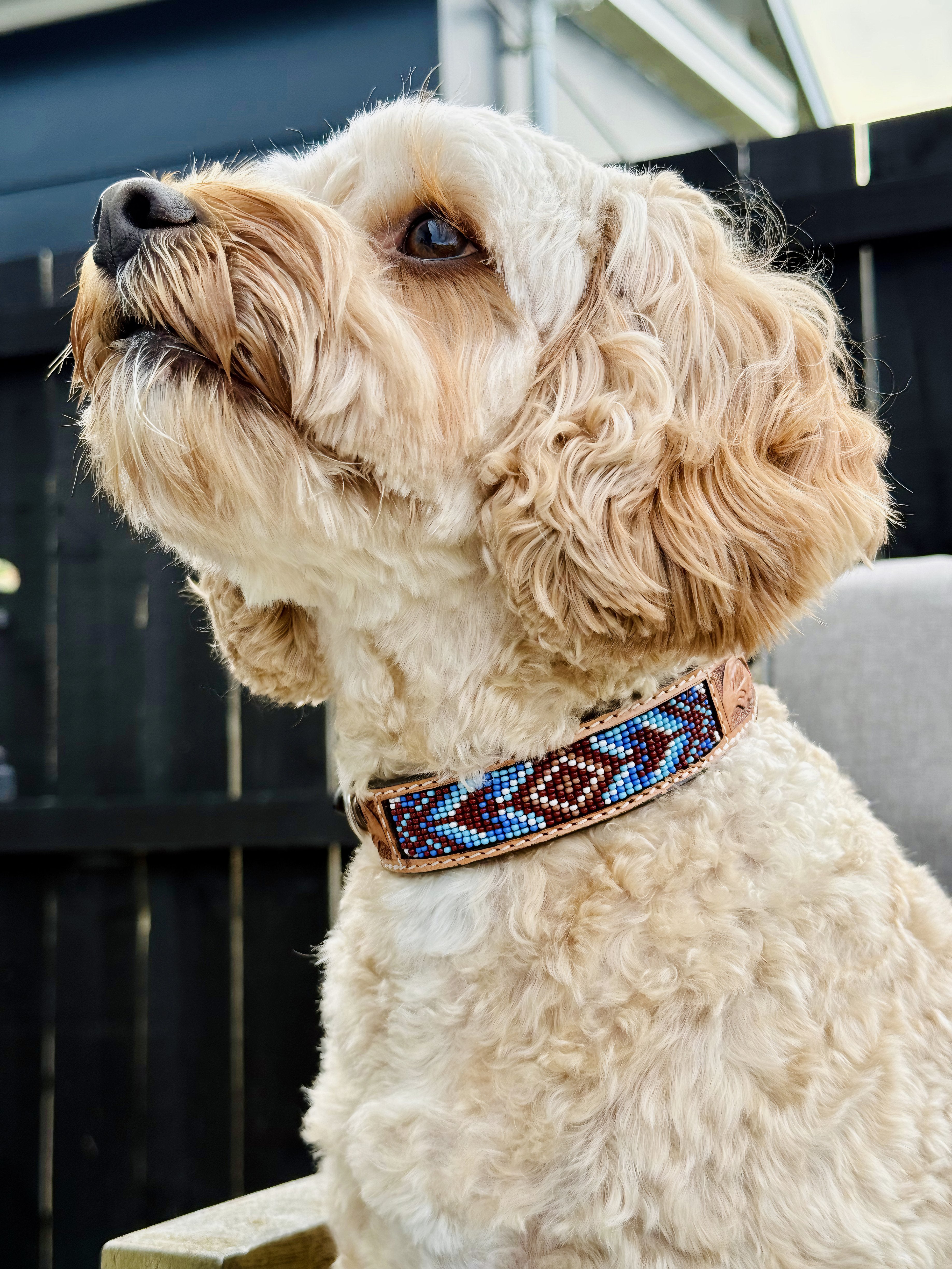 Origin Nevada 25 Leather Dog Collar One / 10