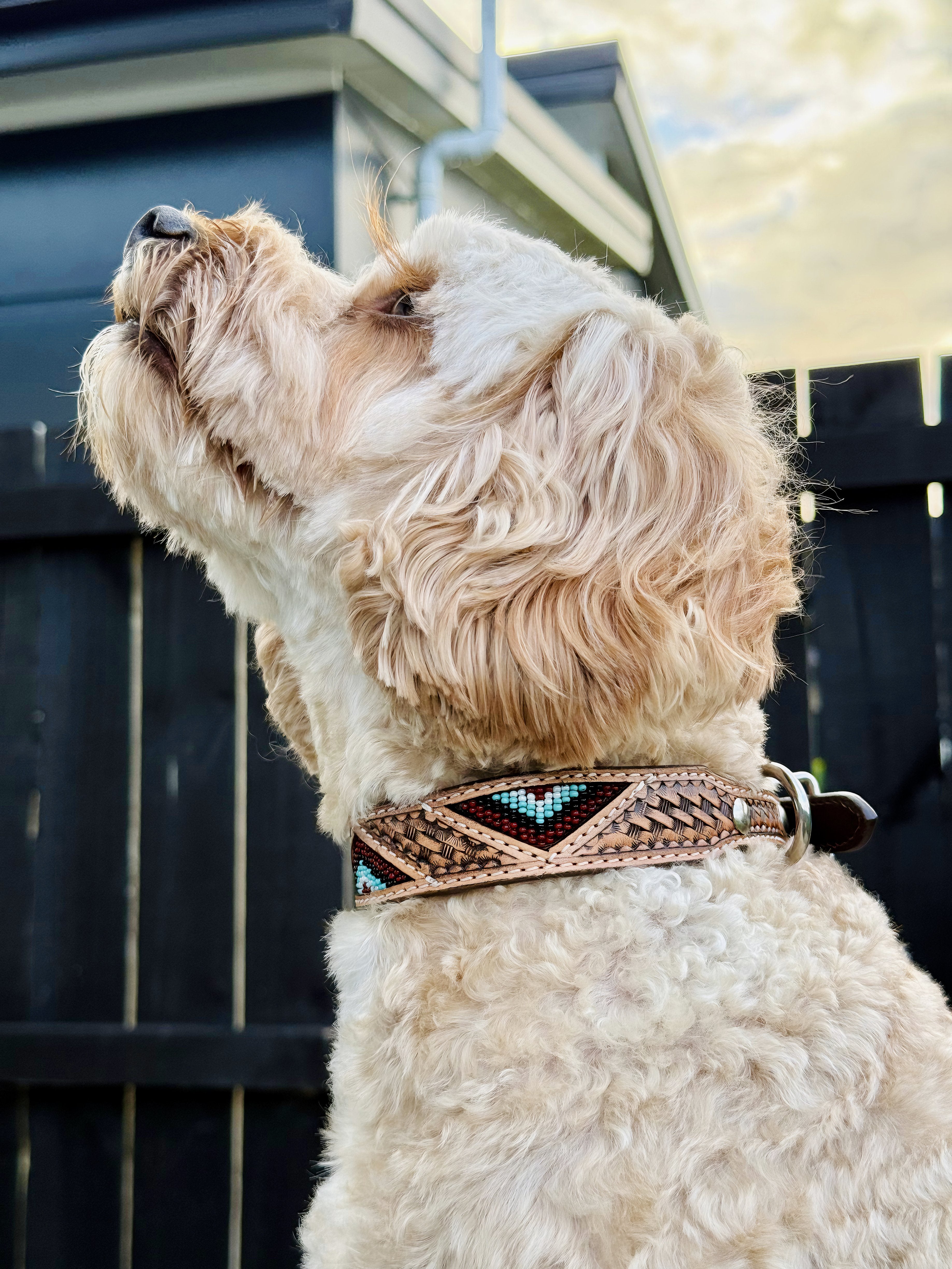 Origin Nevada 26 Leather Dog Collar One / 10