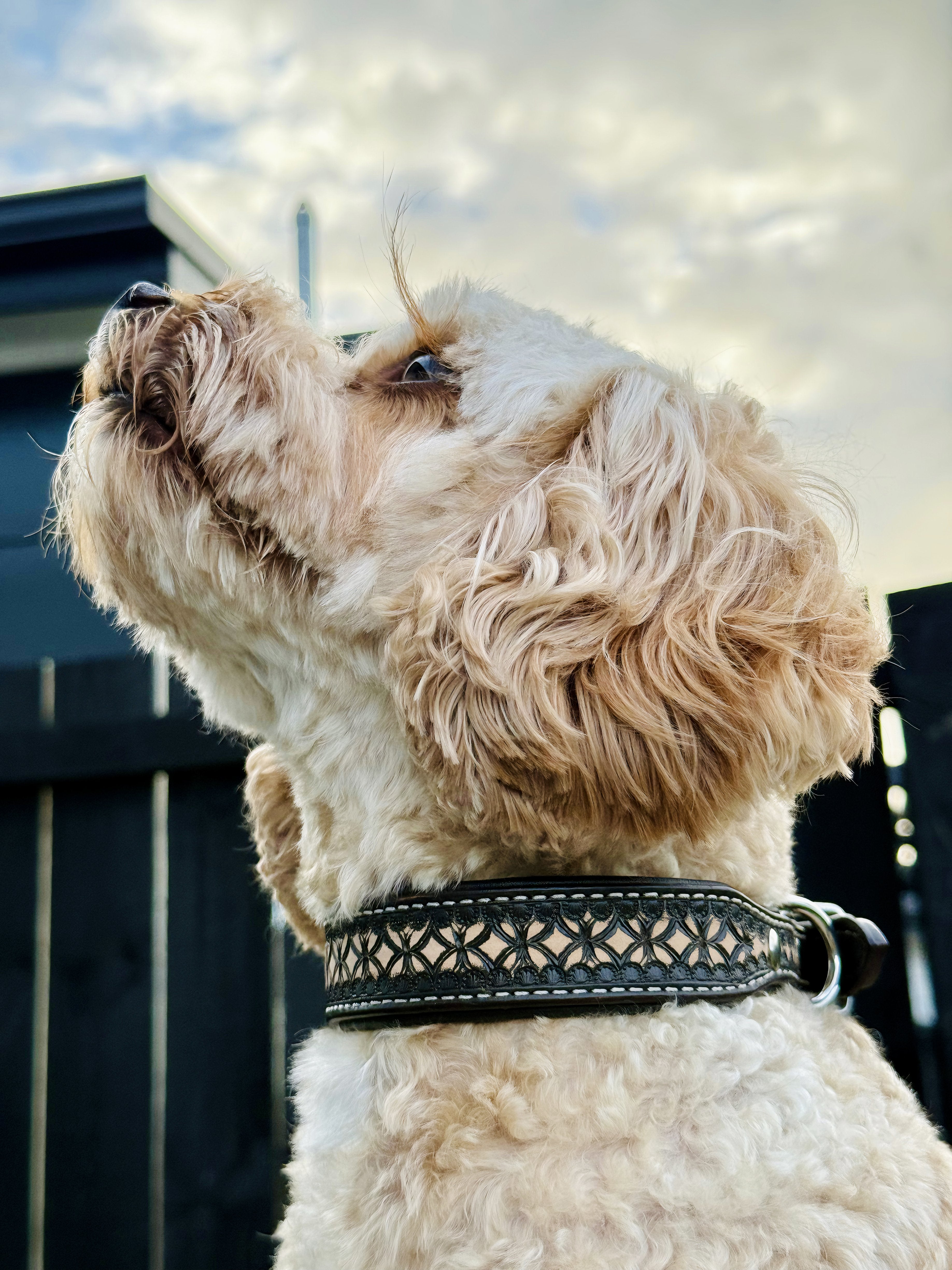 Origin Nevada 27 Leather Dog Collar One / 10