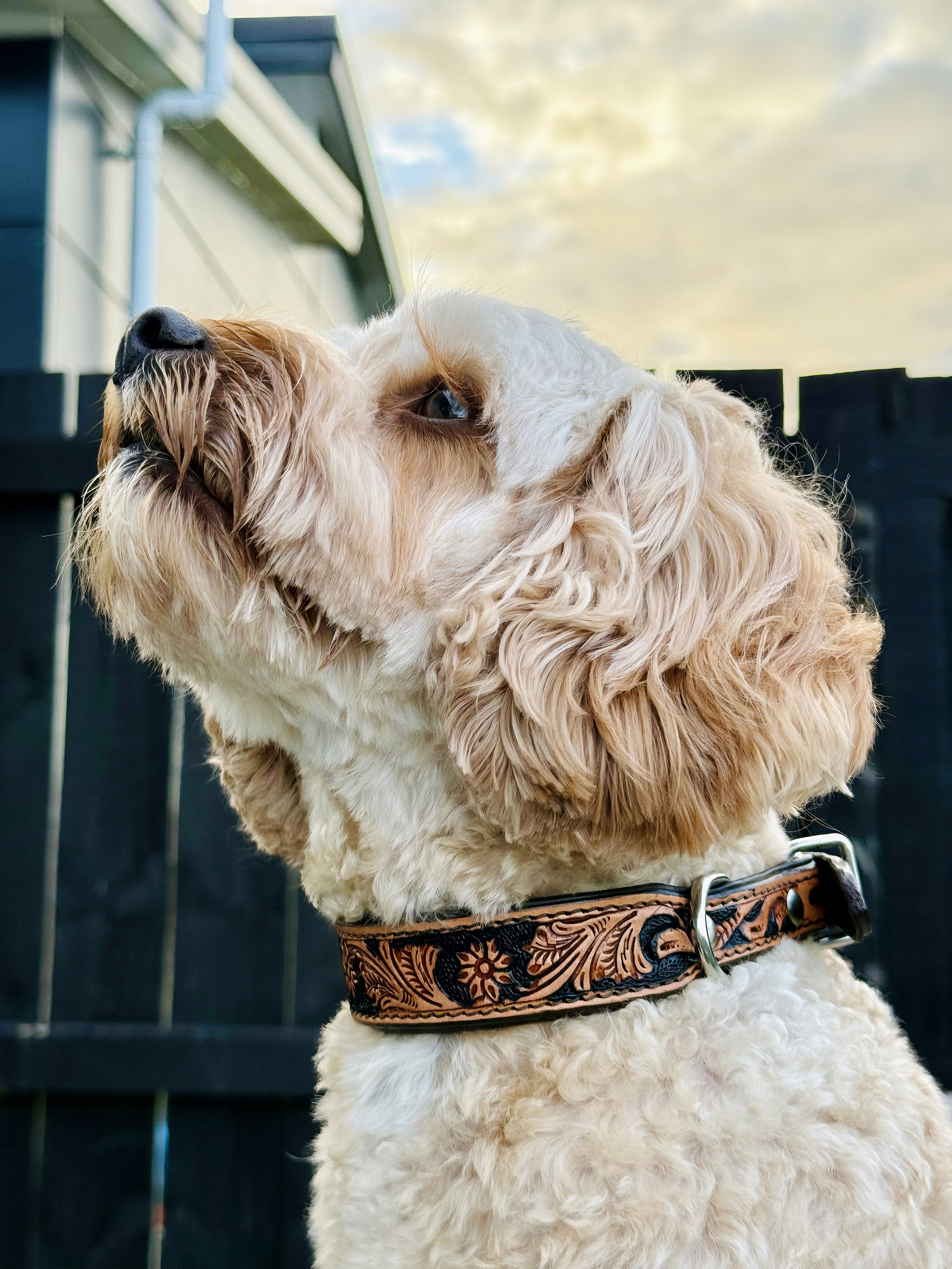 Origin Nevada 9 Leather Dog Collar One / 10