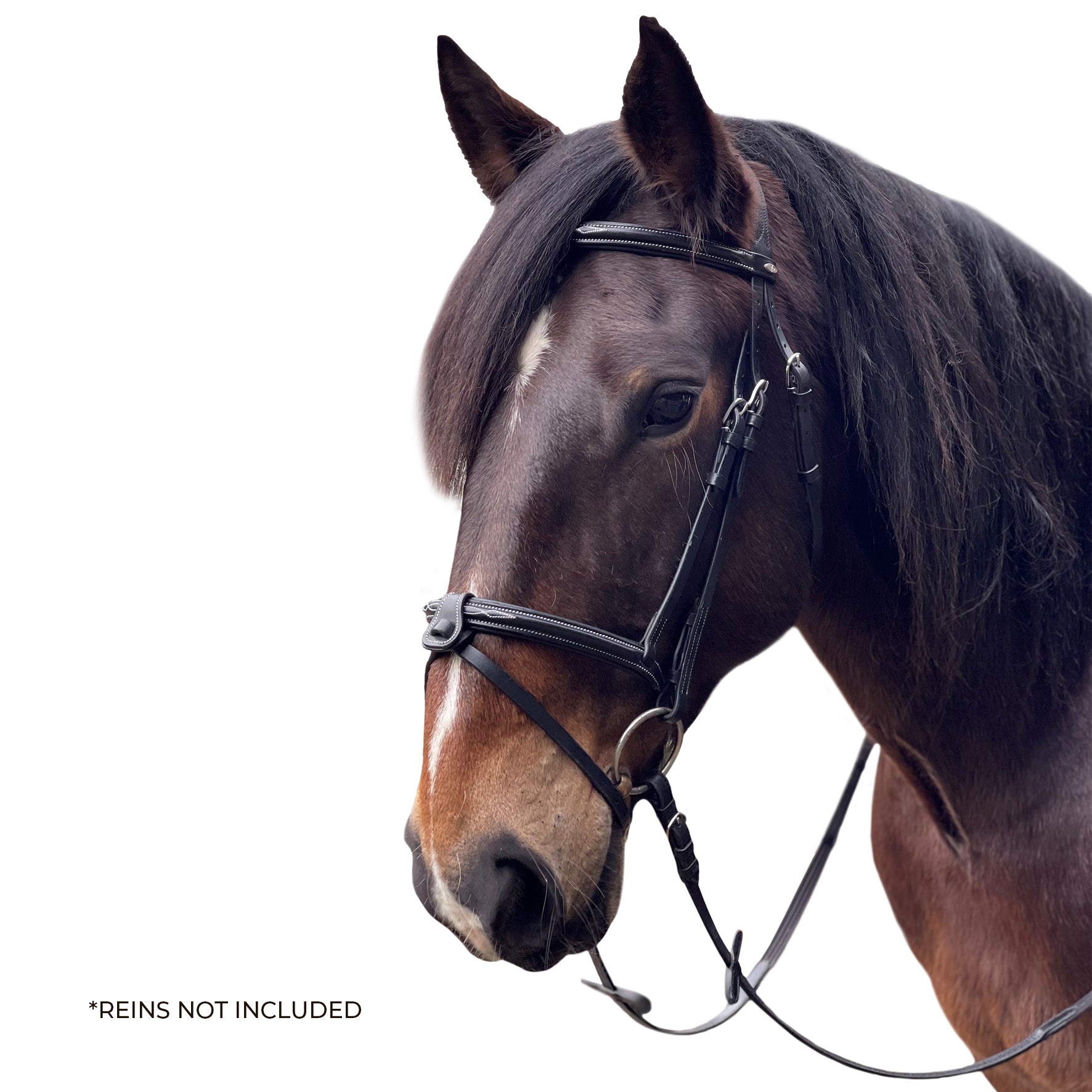 David Paul Bella Bridle