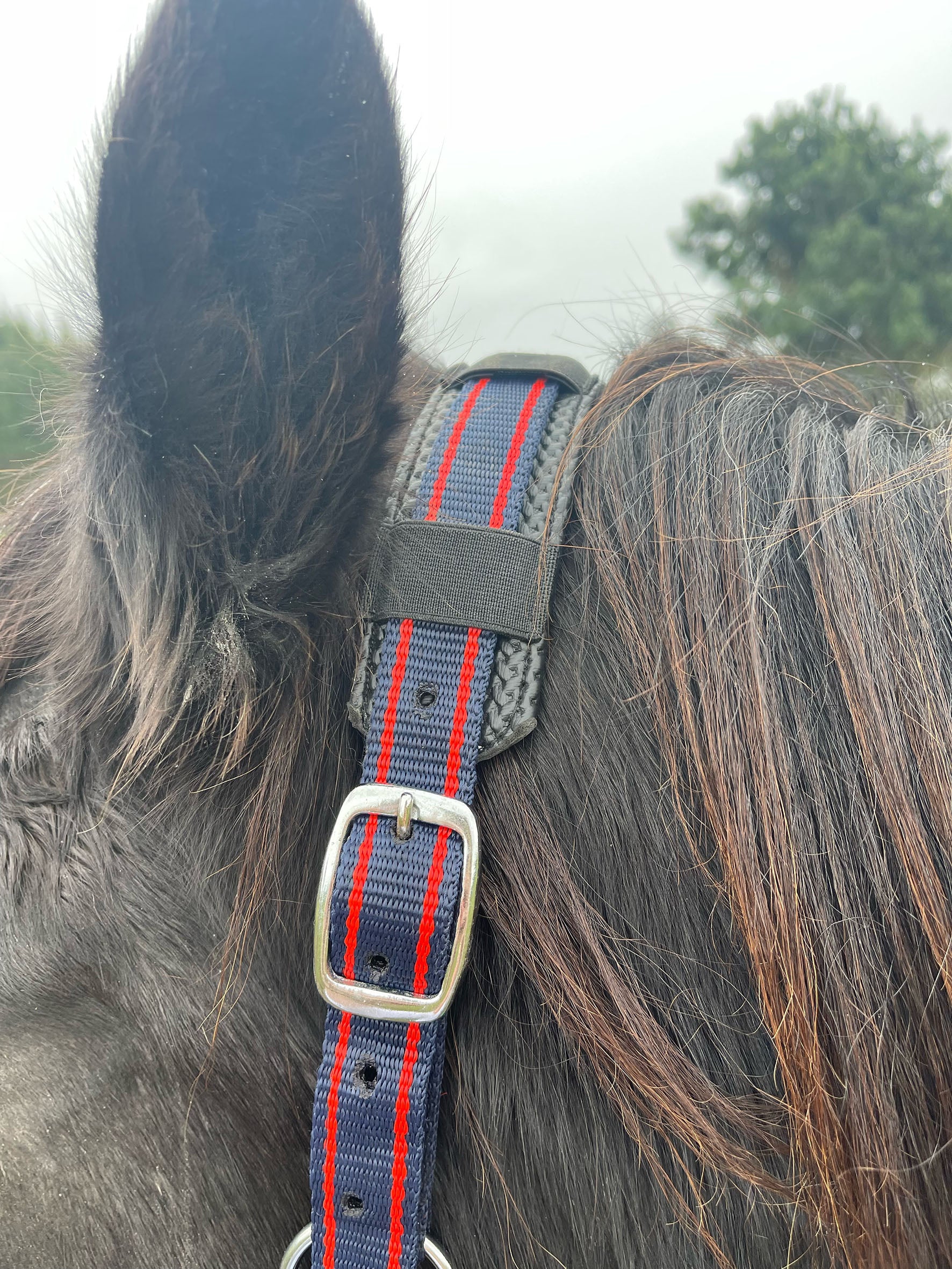 Enzo D.lux Padded Halter Green/Navy / Cob