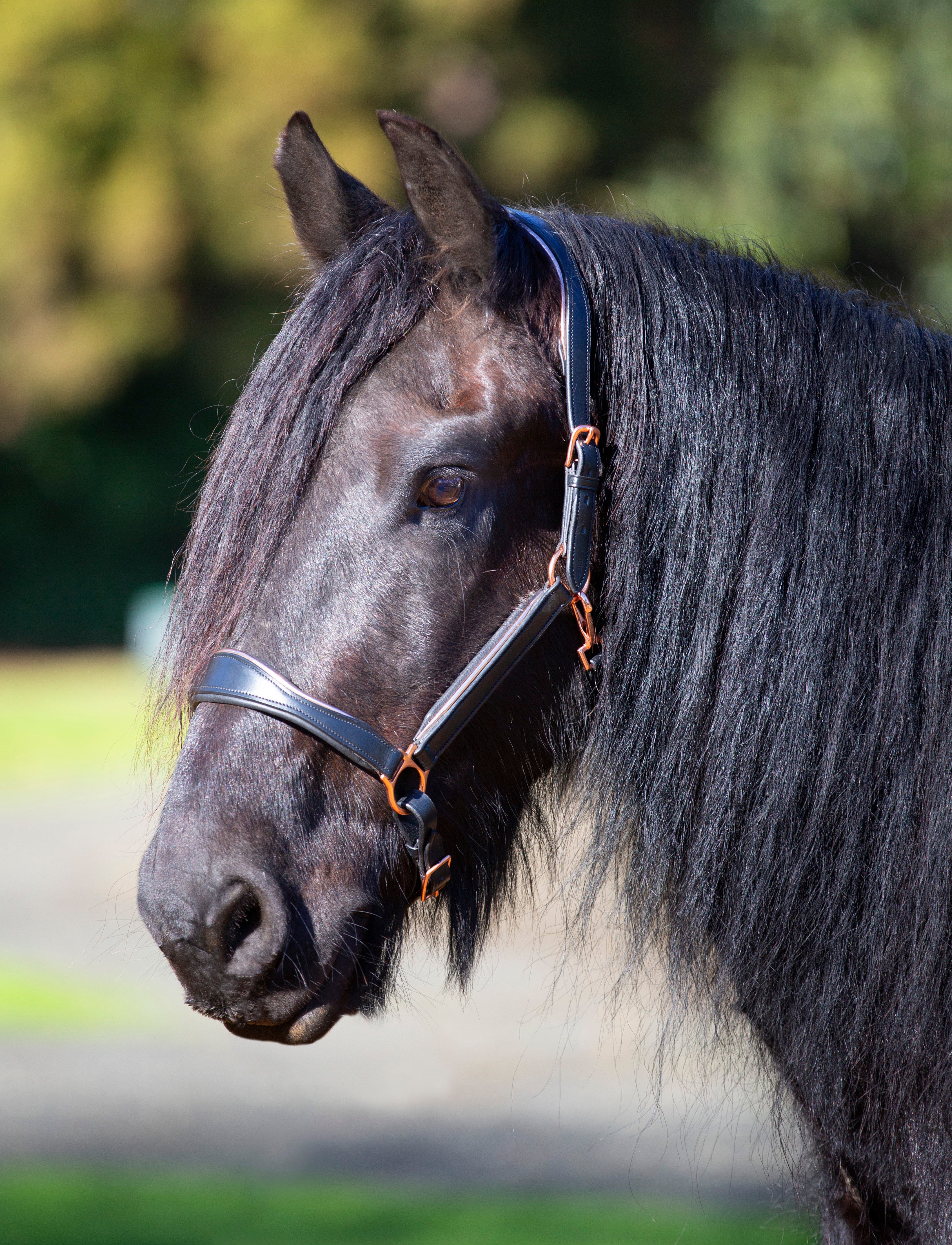 Enzo Ivy Rosegold Halter Black / Cob