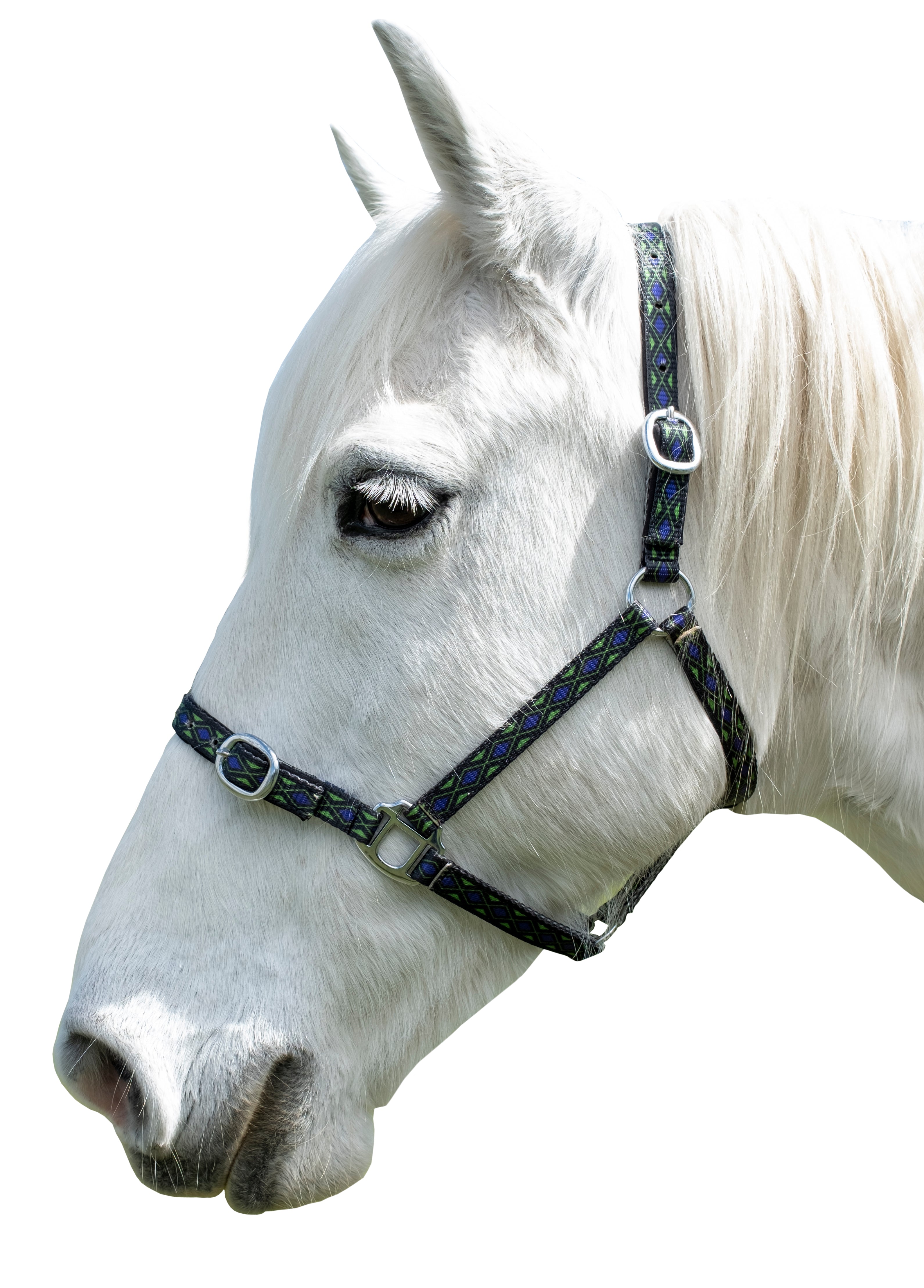 Prima Plus Designer Halter Chain / Cob