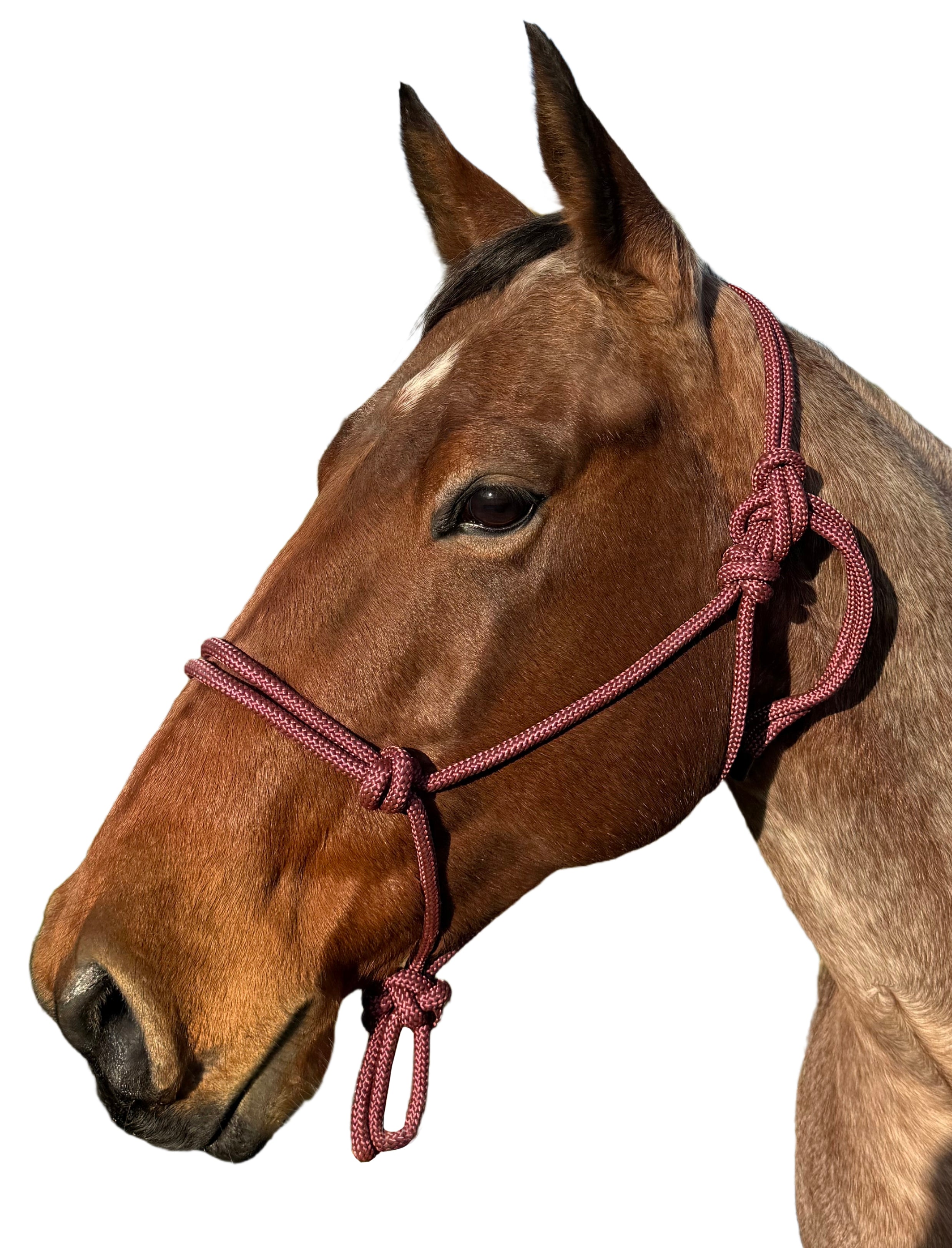 Enzo Rope Halter 8mm Burgundy / Cob