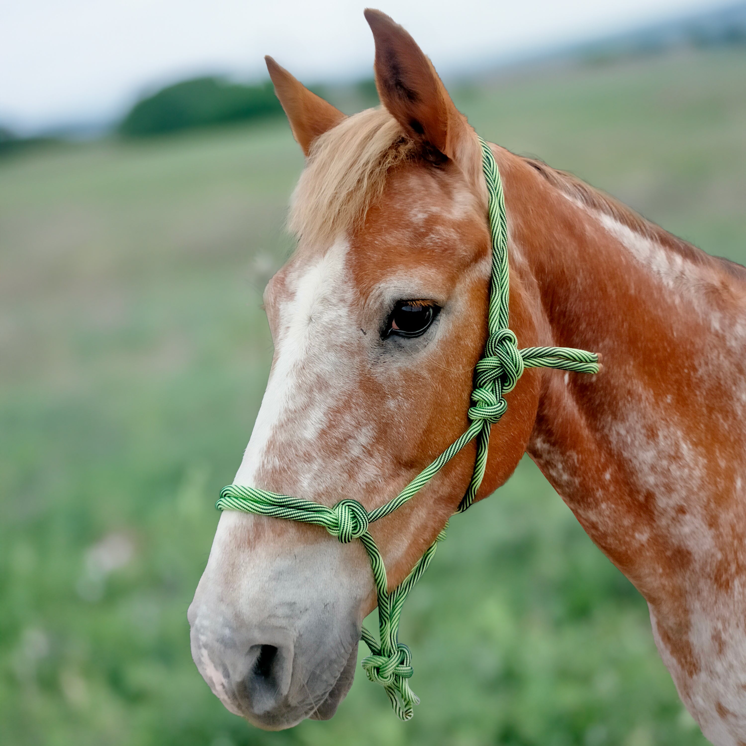 Enzo Wave Rope Halter Green / Cob