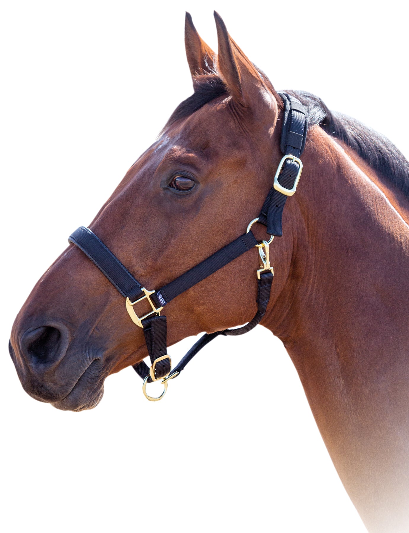Shires Topaz Nylon Halter Black / Cob