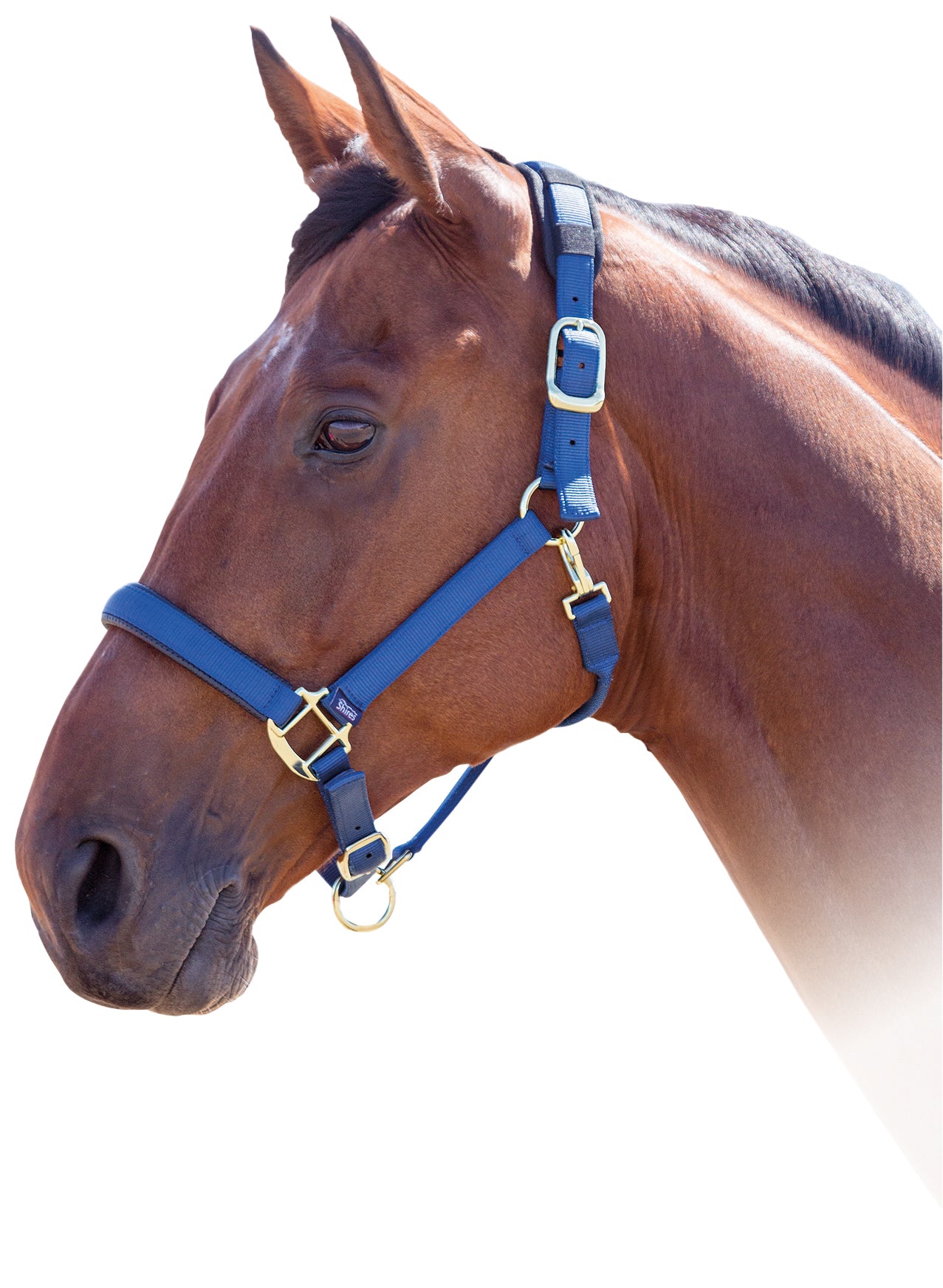 Shires Topaz Nylon Halter Black / Cob