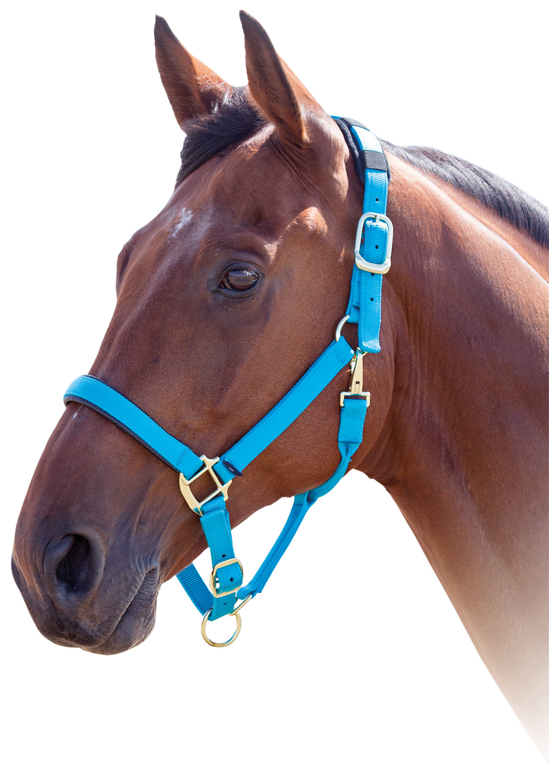 Shires Topaz Nylon Halter Black / Cob