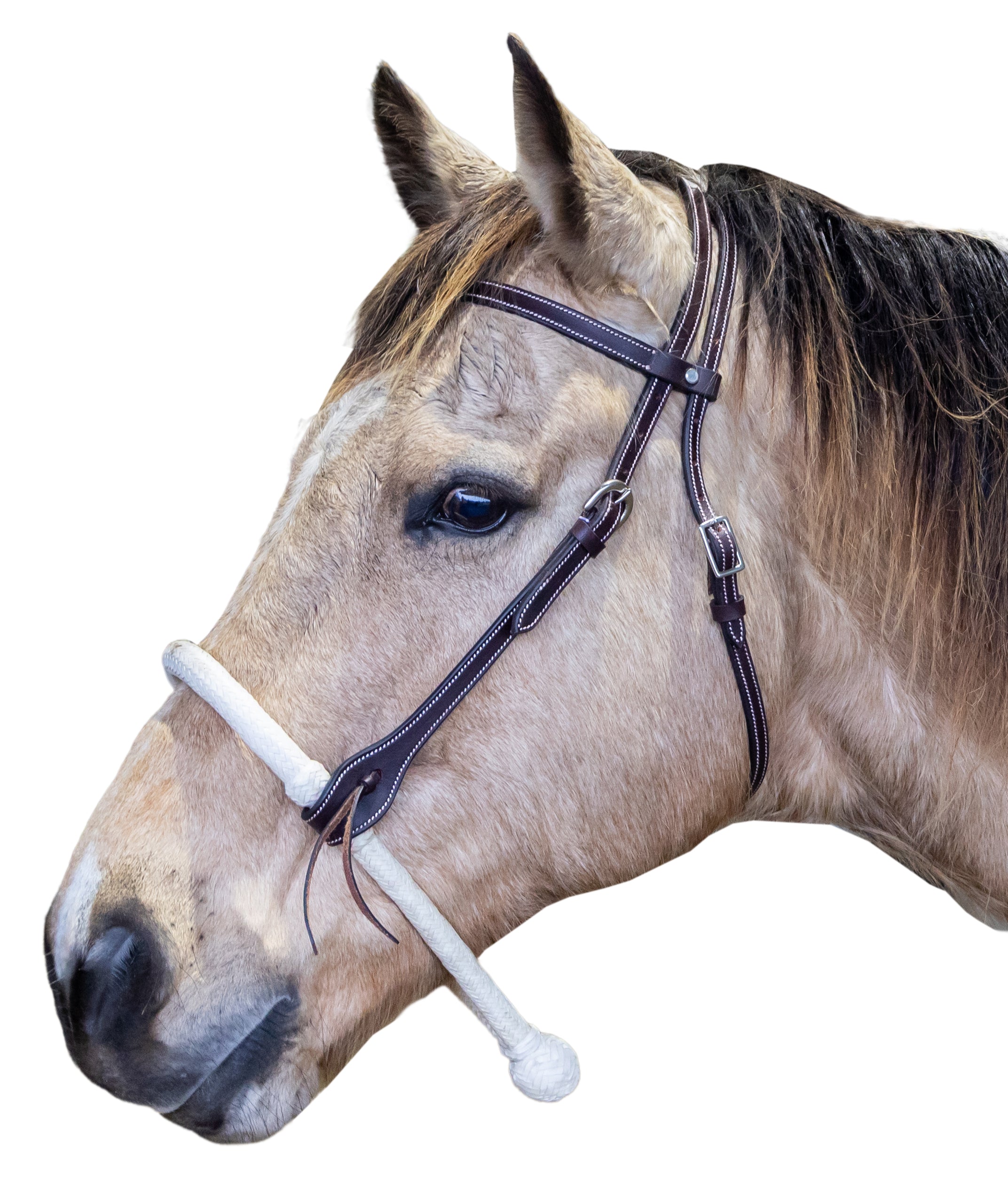 Origin Paco Headstall w/Bosal
