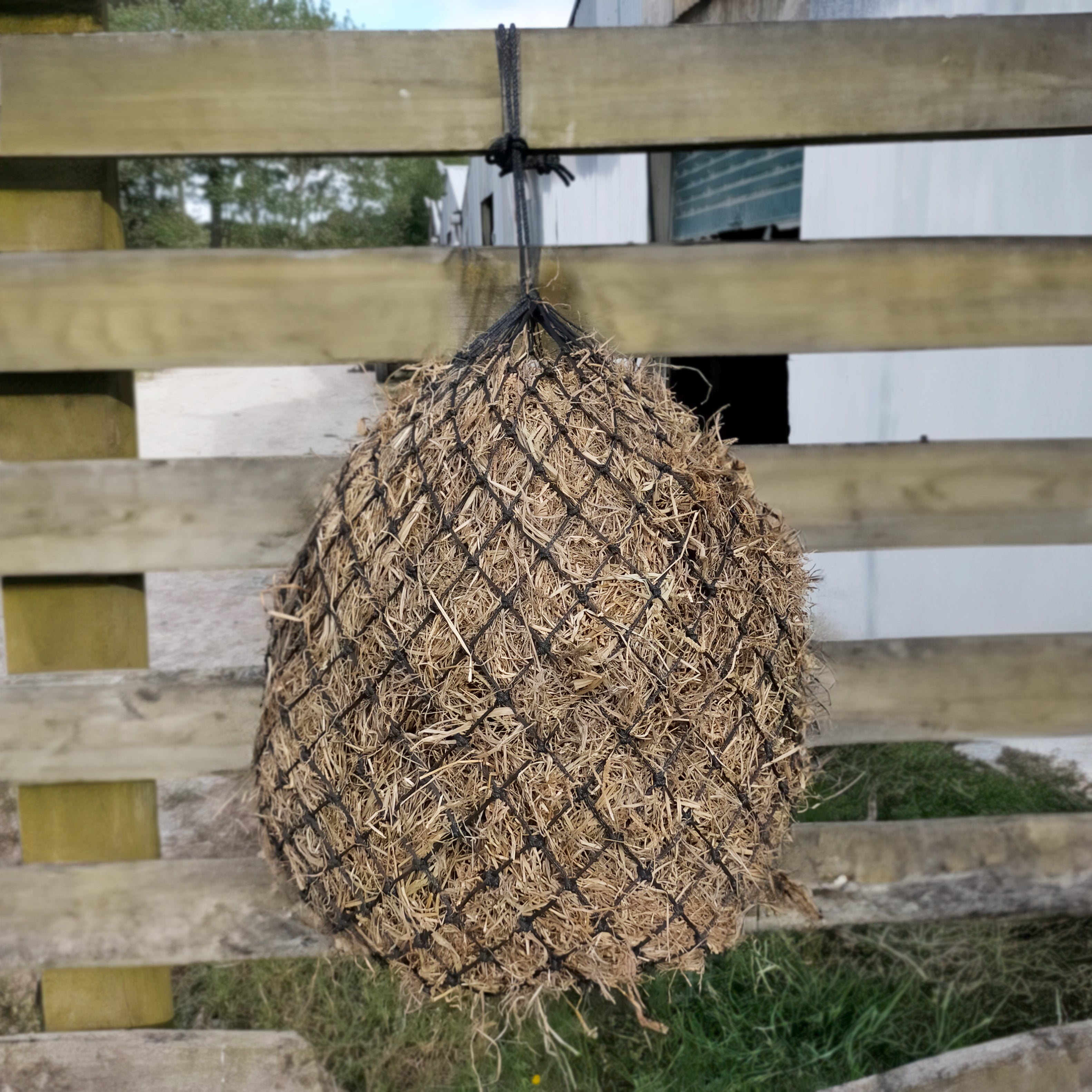 Prima Haynet(Assorted)