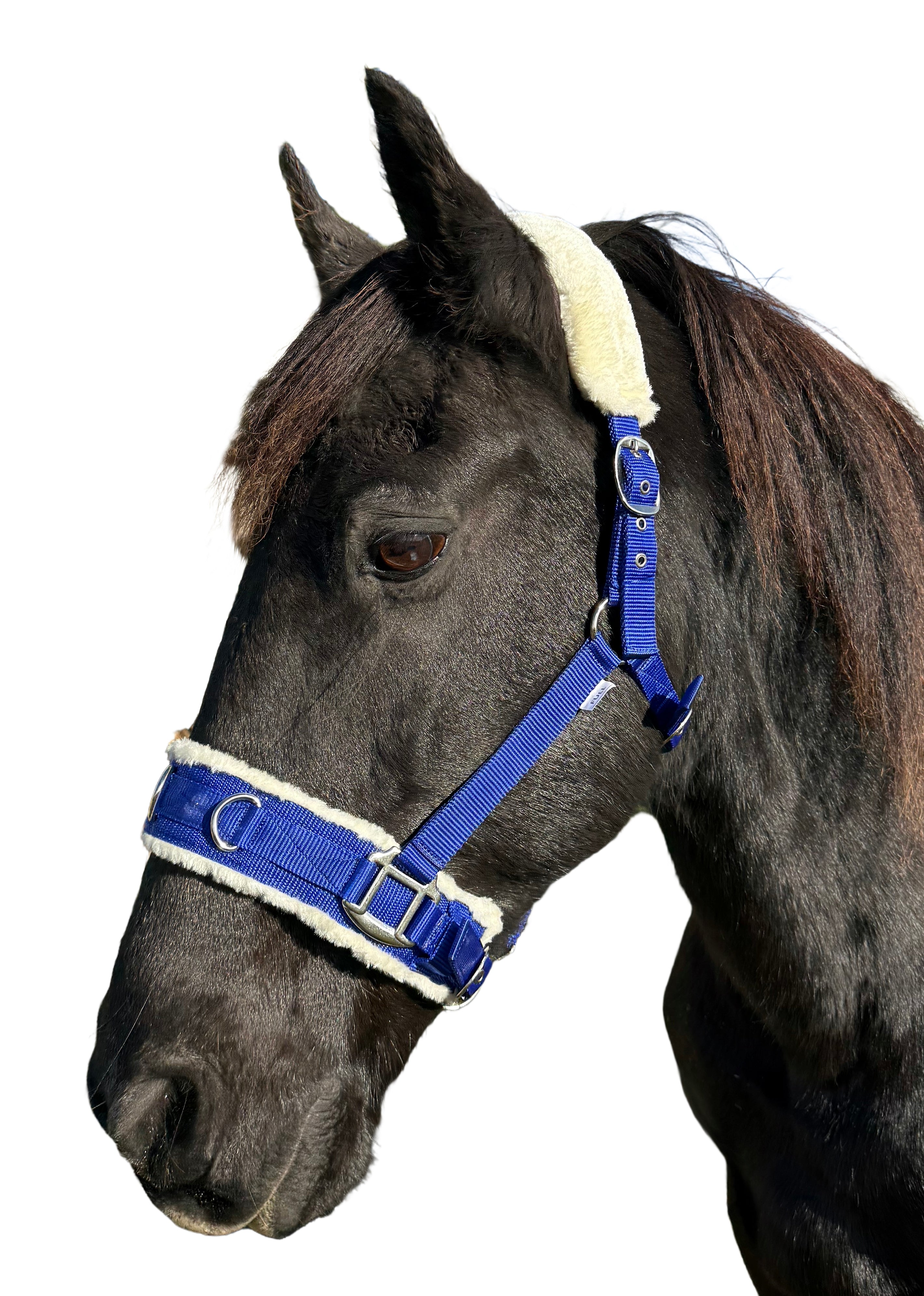 Enzo Lunge Cavesson Web Blue / Full