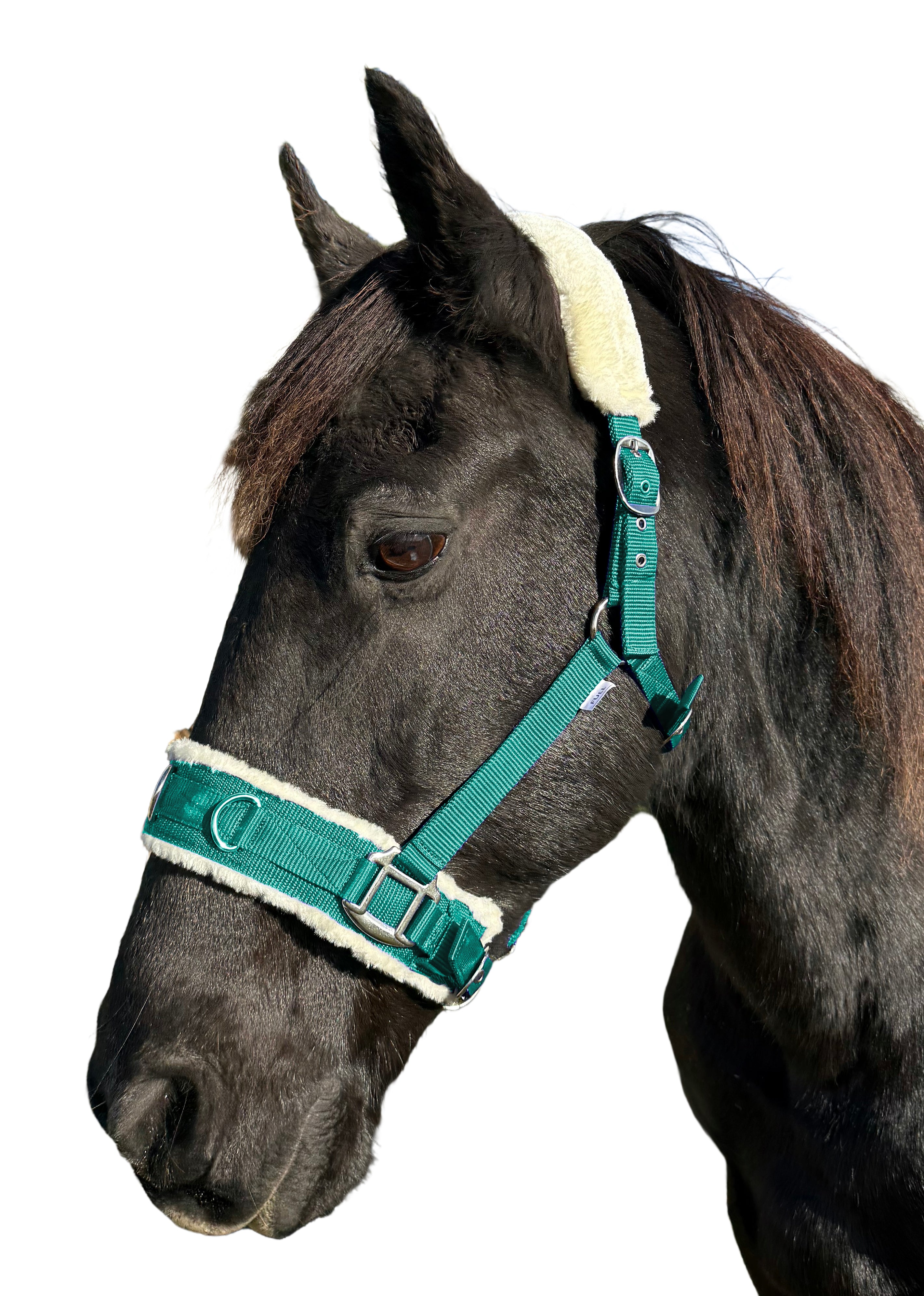 Enzo Lunge Cavesson Web Blue / Full