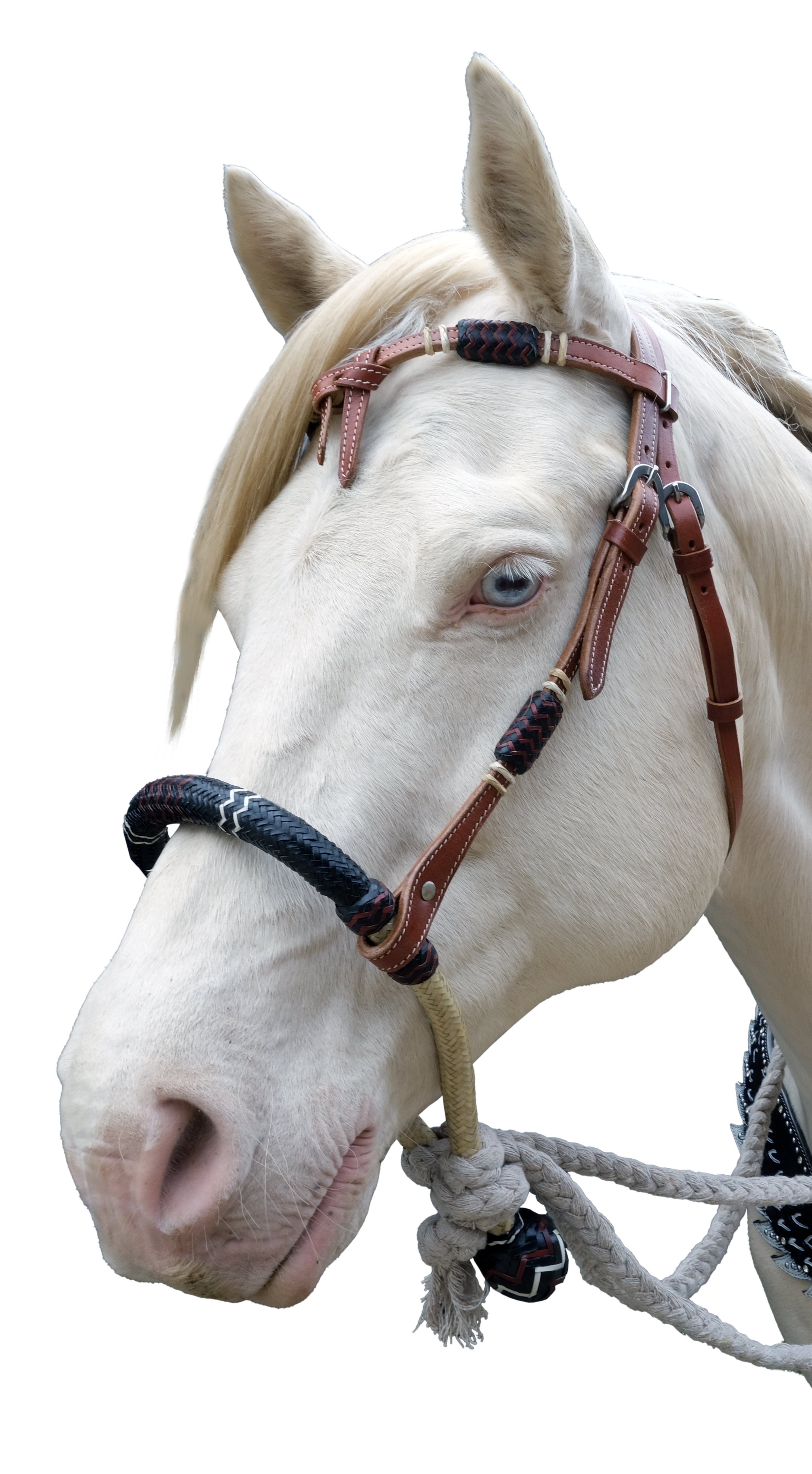 Origin Rawhide Nose Looping Hackamore
