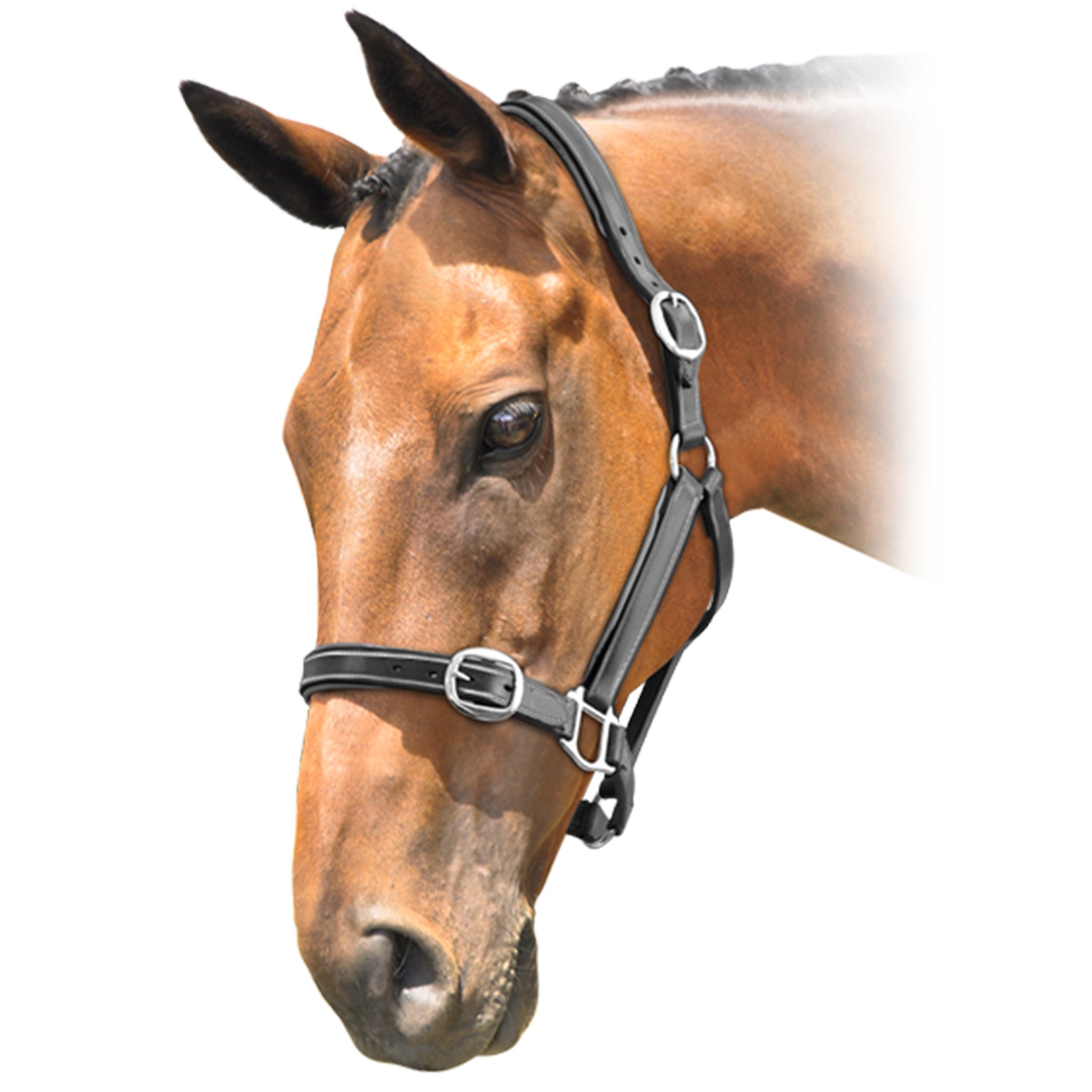Prima Leather Halter