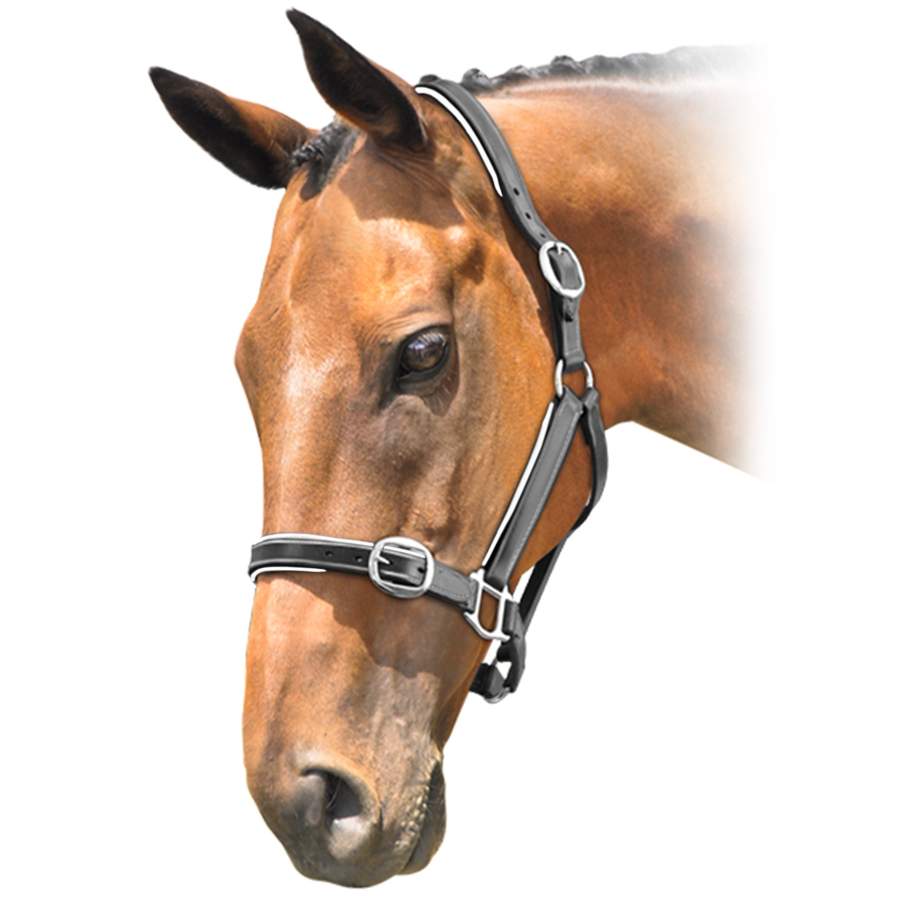 Prima Leather Halter