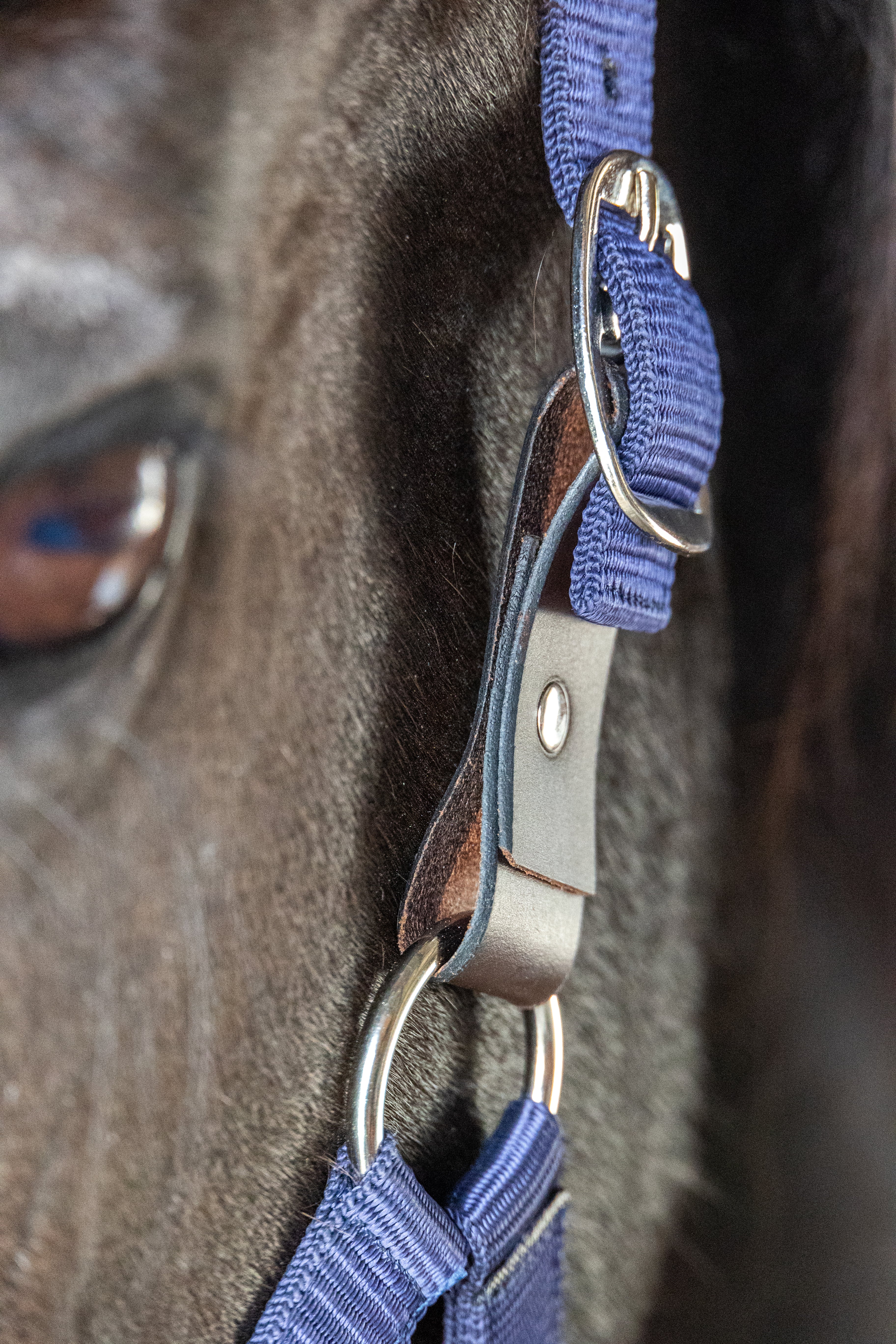 Prima Plus Breakaway Halter Navy / X Full