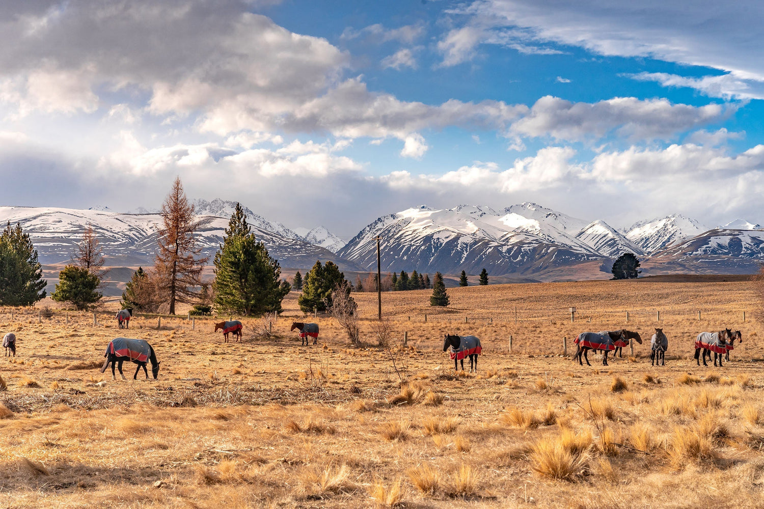 How to Choose the Best Horse Rug for NZ Winters