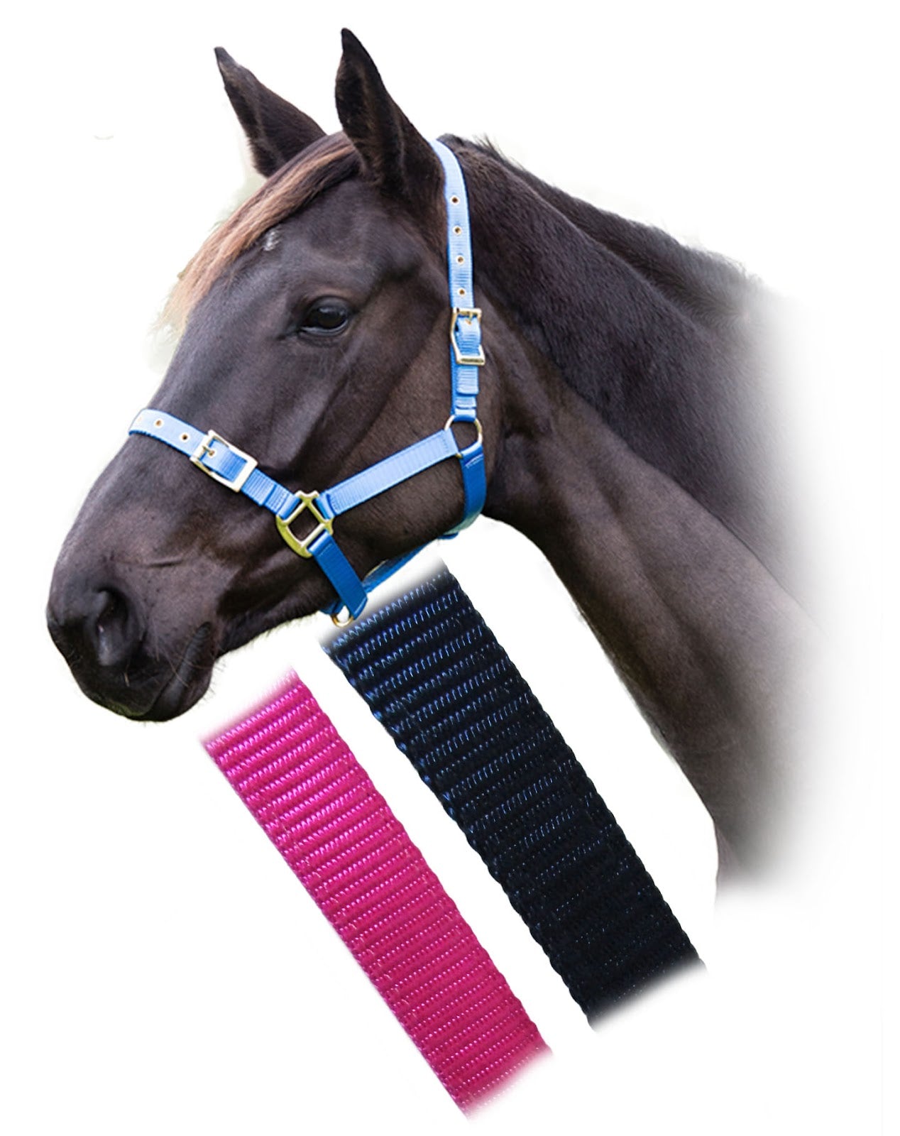 Enzo Premium Web Halter%