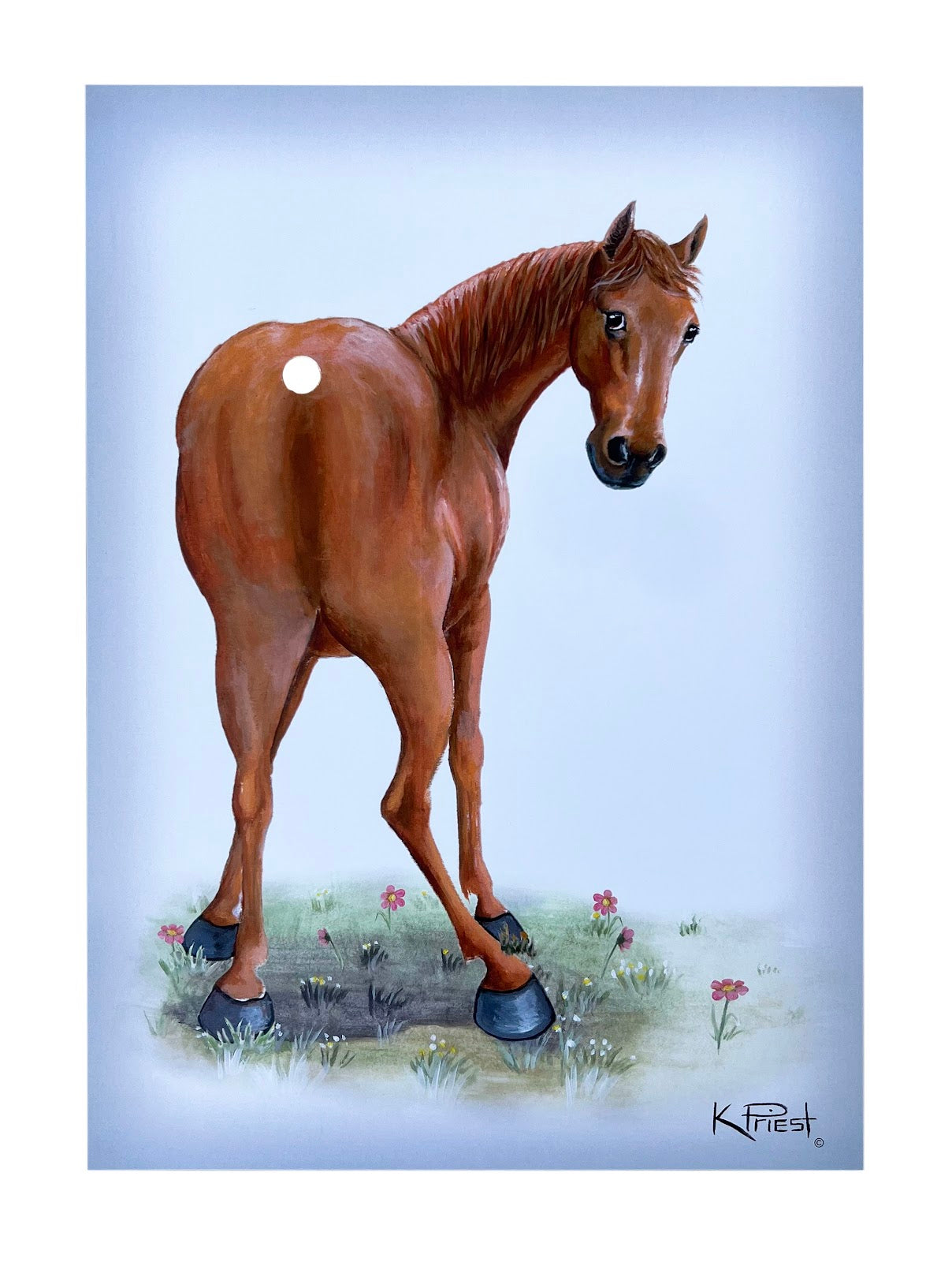 Pony Tail Pictures(Chestnut Horse)