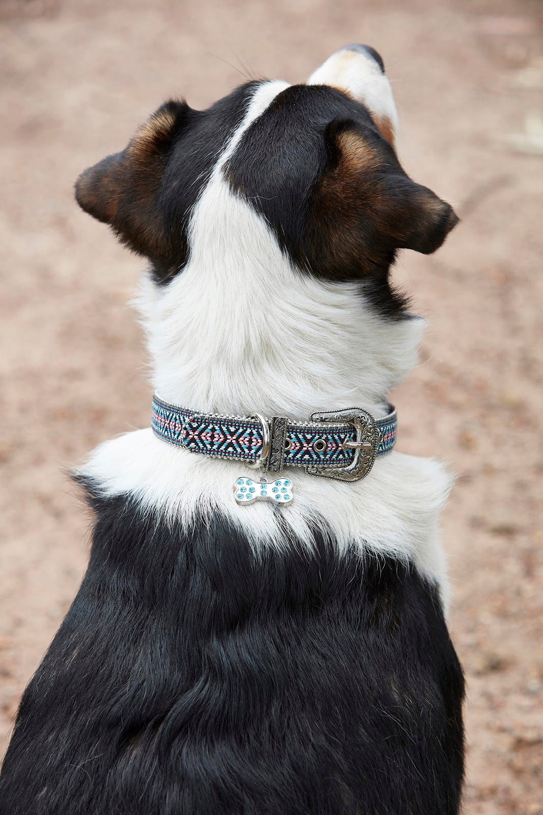 Pure Western Hunter Dog Collar (S/13)%