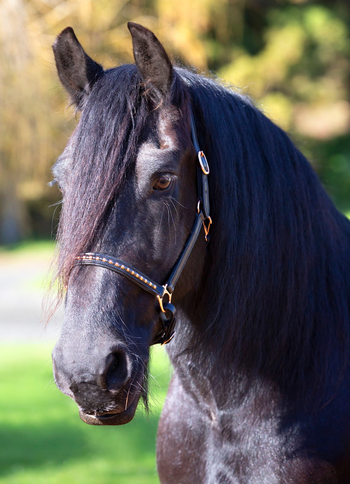 Enzo Amy Rosegold Clincher Halter%