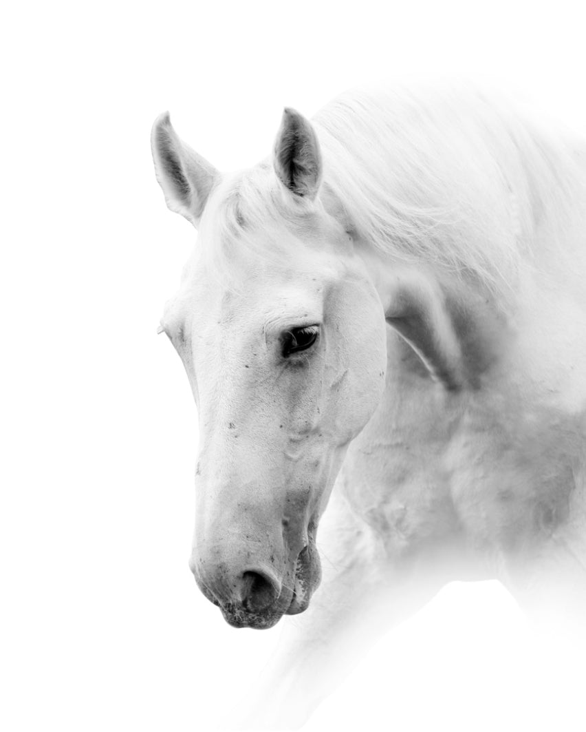 Canvas Print Horse 100x80cm
