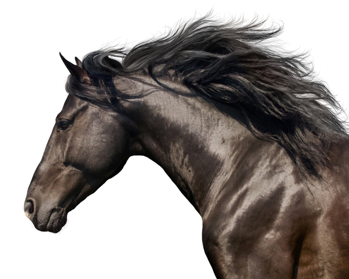 Canvas Print Horse 100x80cm