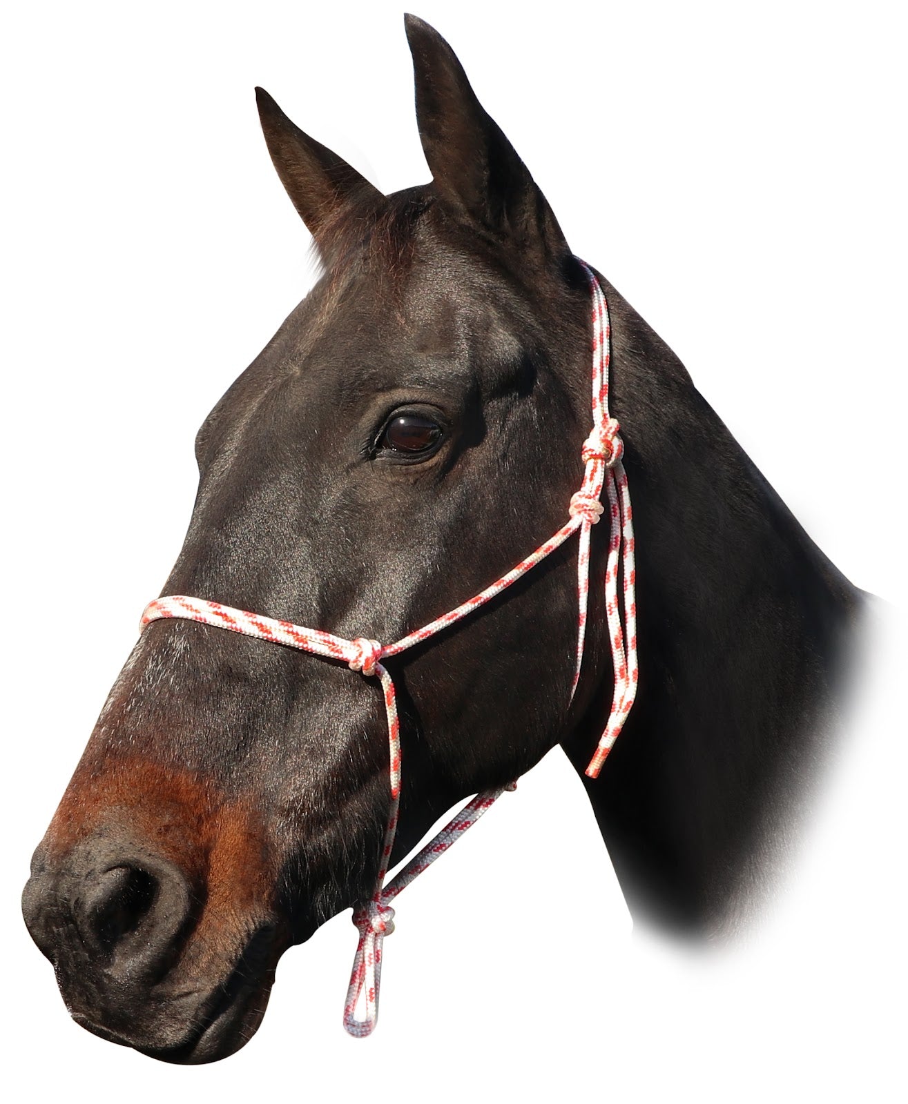 Enzo Pro Rope Halter