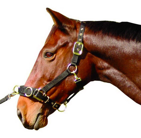 Lunge Cavesson Web (Pony)
