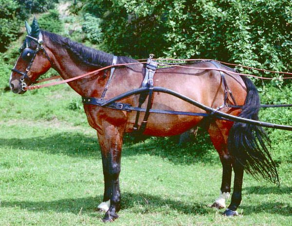 Driving Harness H/D Leather Large (Full)%